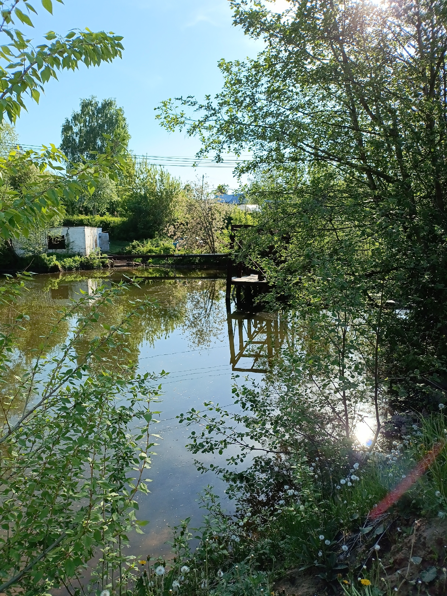 A verdant pond in Chaikovsky, Russia, reflects the sky and surrounding vegetation, including mature trees and emergent plants along the banks. The still water mirrors a small building and a wooden structure that extends into the water, possibly a pier. The sunlight creates dappled patterns on the water surface and highlights the foliage. Dandelions and other ground cover grow along the pond's edge, suggesting a natural, unmanicured environment.