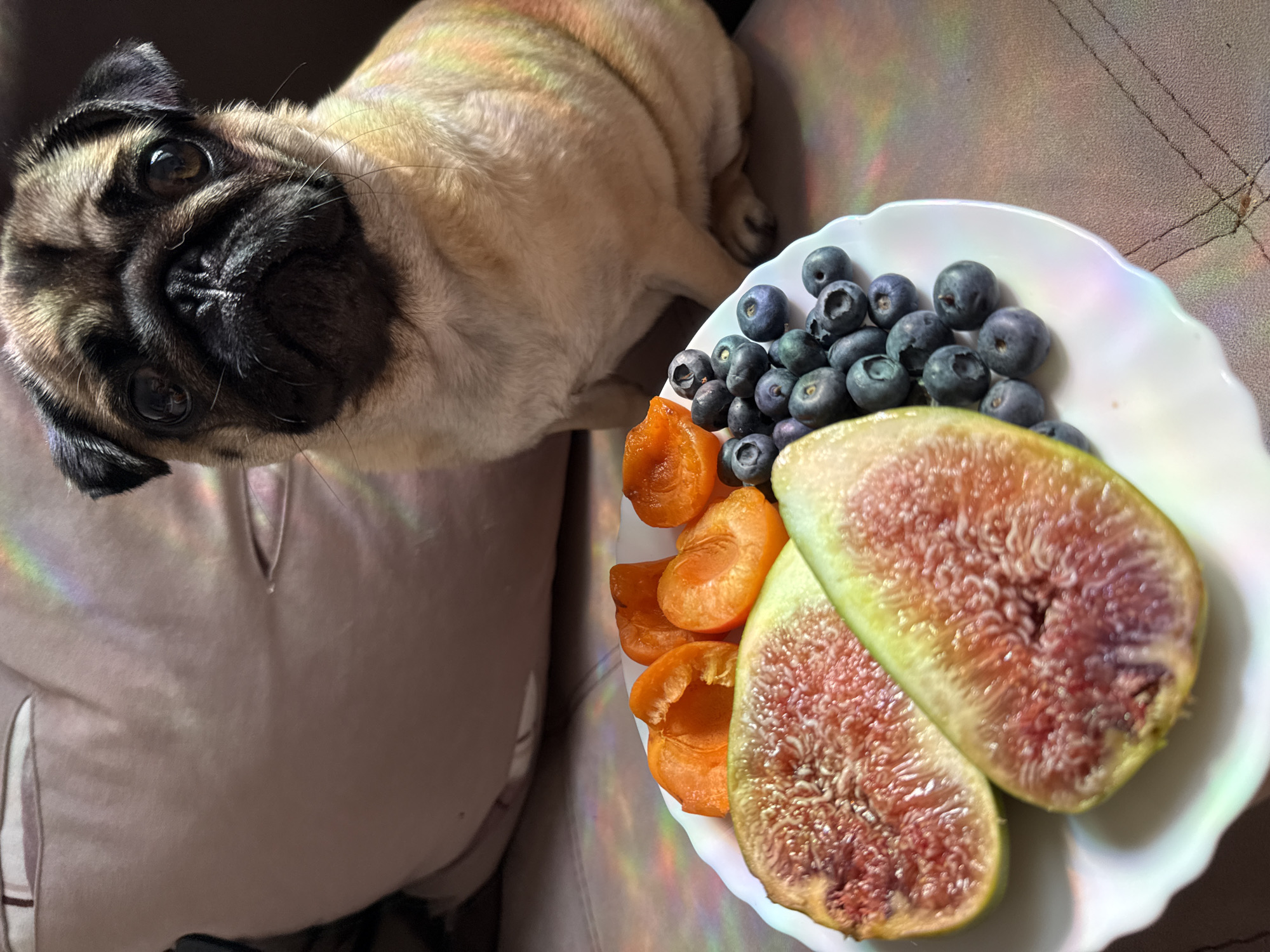 A pug dog is looking up from a beige couch, with a plate of fruit in front of it. The plate contains blueberries, sliced apricots, and two halves of a fig. The pug is fawn-colored with black facial markings, and its eyes are wide and curious. The fruit is arranged on a white, scalloped-edged plate. The lighting in the image is casting colorful, rainbow-like reflections on the couch and the plate, suggesting a sunny day or light shining through a prism. The pug's expression and the presence of fruit might imply the dog is being offered a treat. The overall scene is casual and domestic, possibly indoors. There is no visible text in the image.