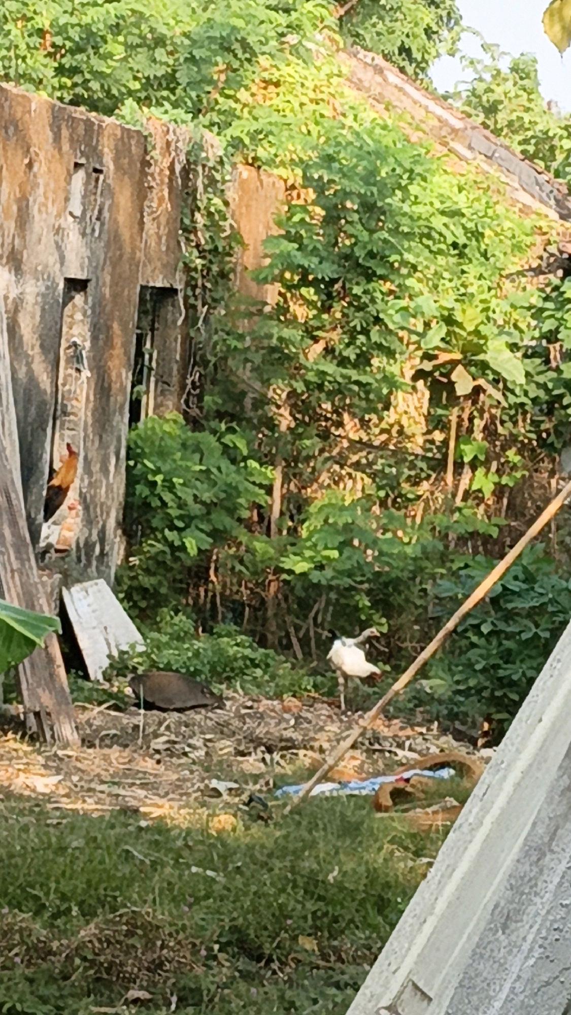 The image depicts an outdoor scene in the city of Cikal, Indonesia, characterized by an overgrown, dilapidated structure and dense foliage. A partially ruined concrete wall, with visible openings resembling windows or doorways, dominates the left side of the frame. The wall is partially covered in vines and appears weathered.
To the left of the wall, a rooster with orange and black plumage is perched on what appears to be a wooden plank or beam. It is looking towards the right.
In the mid-ground, a white ibis with a curved beak stands in a grassy area with scattered debris. The bird is facing towards the left of the frame. Behind the ibis, a dark, rounded object, possibly a large bird or a similar animal, is partially visible amongst the undergrowth.
The background is filled with lush green vegetation, including trees and bushes, suggesting a natural or semi-wild environment. Sunlight filters through the leaves, creating dappled light and shadows. A long, slender bamboo pole leans diagonally from the mid-ground towards the right side of the frame.
The foreground consists of green grass and more debris, including what looks like plastic sheeting and coiled brown material. The overall impression is one of neglect and the encroachment of nature on man-made structures. There are no identifiable people present in the image.
