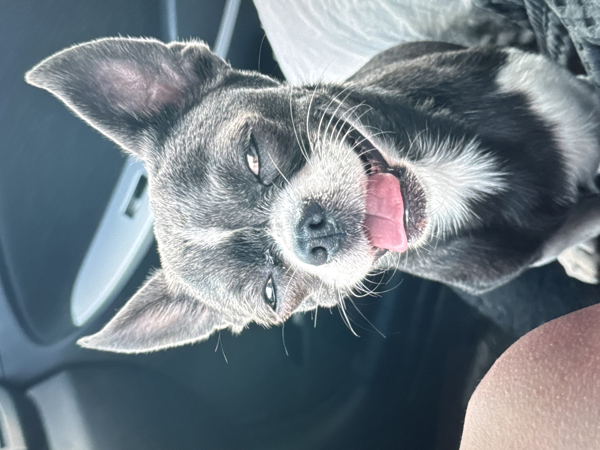 A close-up, slightly tilted shot features a gray and white short-haired dog with its mouth open and tongue protruding. The dog has pointy ears and its eyes are partially closed. The background is dark, with a window frame visible on the left and some light-colored fabric at the top. The scene appears to be inside a car. The location is not determinable from the image.