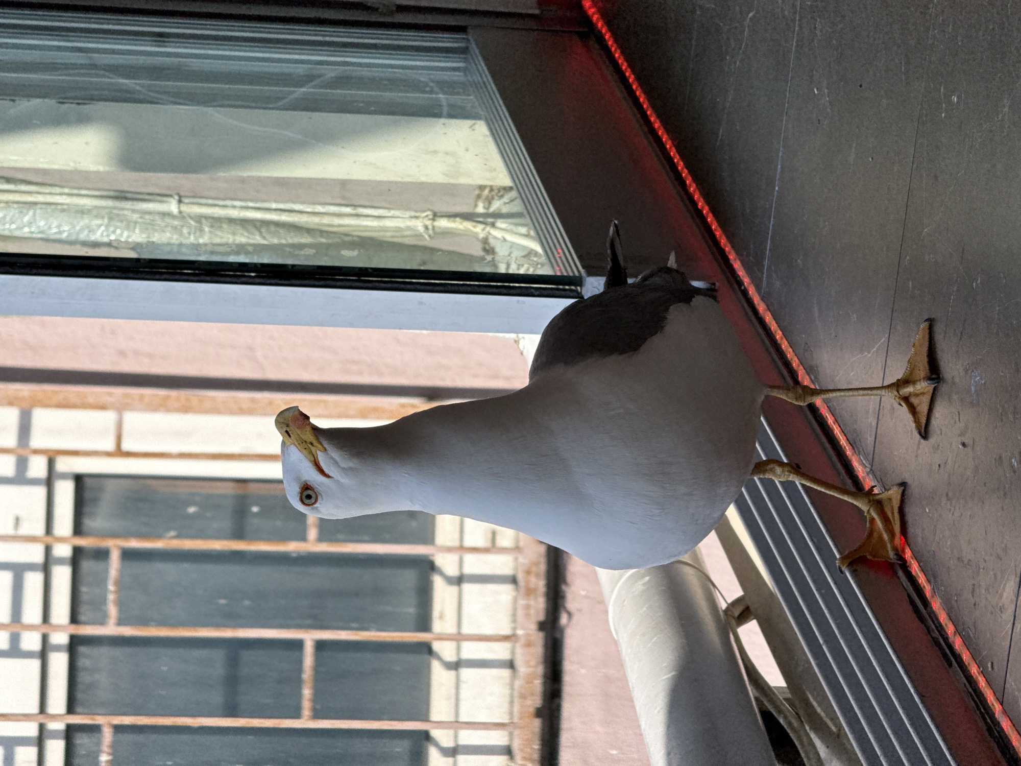 A medium, eye-level shot depicts a seagull perched outside a building. The seagull, predominantly white with grey patches on its head and wings, is facing towards the left with its head tilted down and one eye visible. The bird's yellow beak is slightly open. It is perched on a ledge, its orange feet gripping the surface.
Behind the seagull, the building's exterior is visible. To the left, there is a window with a grid pattern and sunlight casting shadows on the panes. Above the seagull, there is another window with a white, translucent covering. A red LED strip runs along the edge of the building. The building's wall is a dark, speckled grey color.