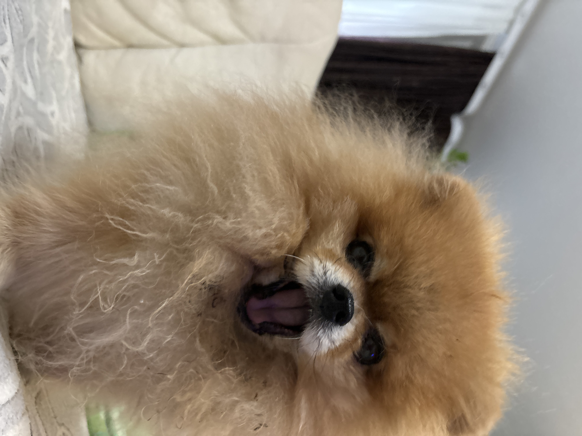 A close-up, eye-level shot shows a Pomeranian dog with tan fur yawning. The dog's mouth is wide open, revealing a pink tongue and dark interior. Its eyes are dark and partially closed. The background is blurred, showing what appears to be a light-colored couch and a curtain in dark brown. The image does not contain any elements that indicate its location in Chaikovsky, Russia.