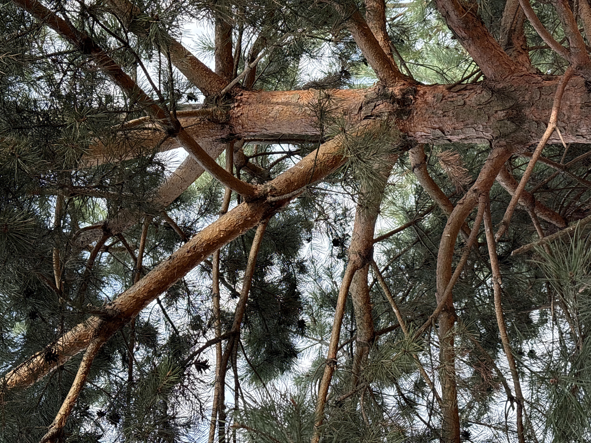 The image presents a close-up view looking up into the canopy of a pine tree, likely taken in Chaikovsky, Russia. Numerous brown branches, displaying rough, textured bark, crisscross the frame, forming an intricate network against a bright, clear sky. The branches vary in thickness, with some larger, more central trunks and many smaller offshoots. Dark green pine needles are densely packed on the branches, creating a thick, evergreen foliage. Scattered among the needles and branches are several small, dark pinecones. The sky, visible in brighter patches through the gaps in the foliage, suggests a clear daytime setting with natural light filtering through the tree. There are no people, animals, or specific activities depicted. No visible text is present in the image.