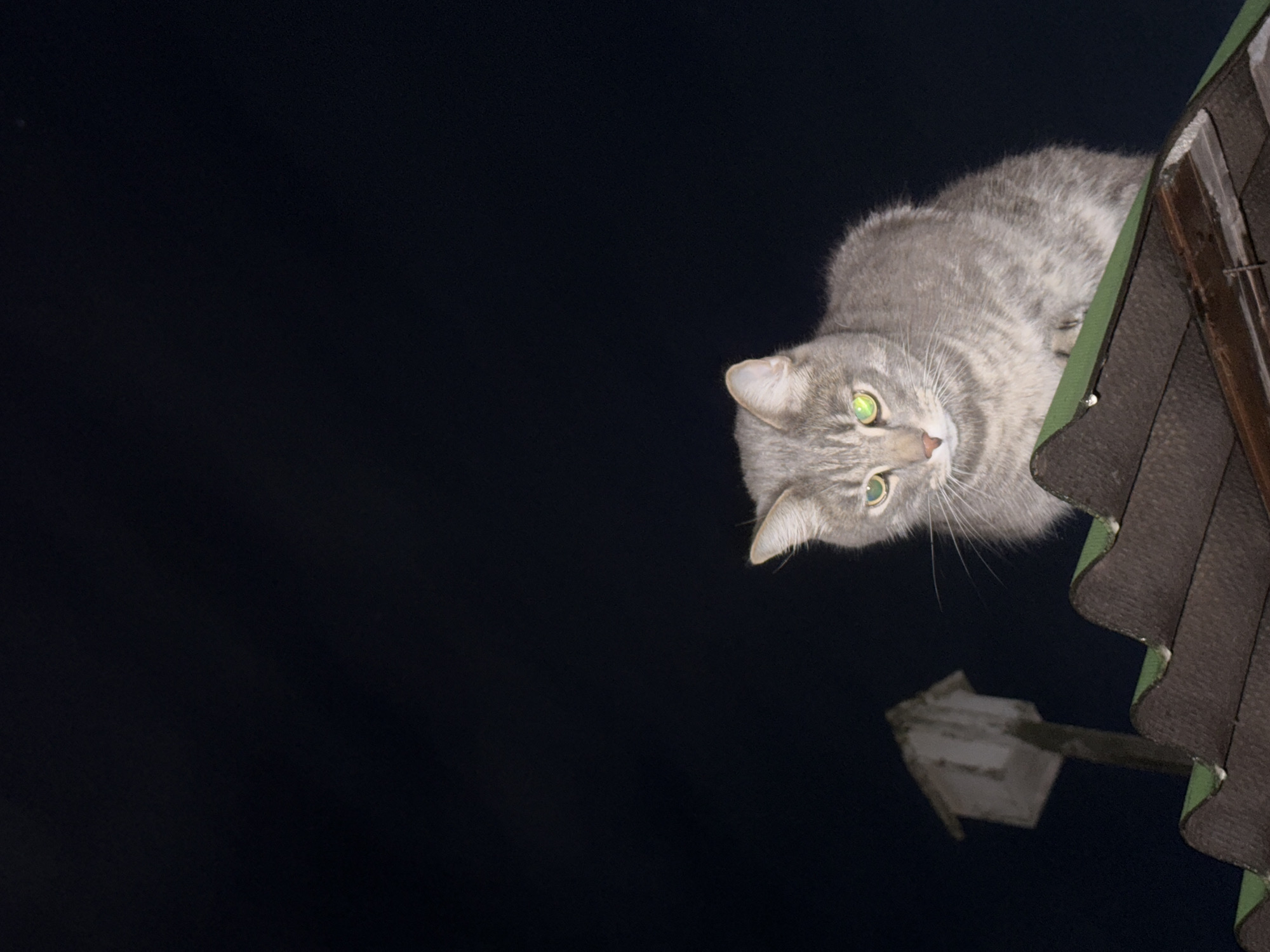 A tabby cat with green eyes sits on a dark, corrugated roof at night, with a small, weathered birdhouse on a pole visible in the background to the left. The background is a solid, dark night sky. The image appears to be taken in the Автомобилист-1 Снт area of Russia.