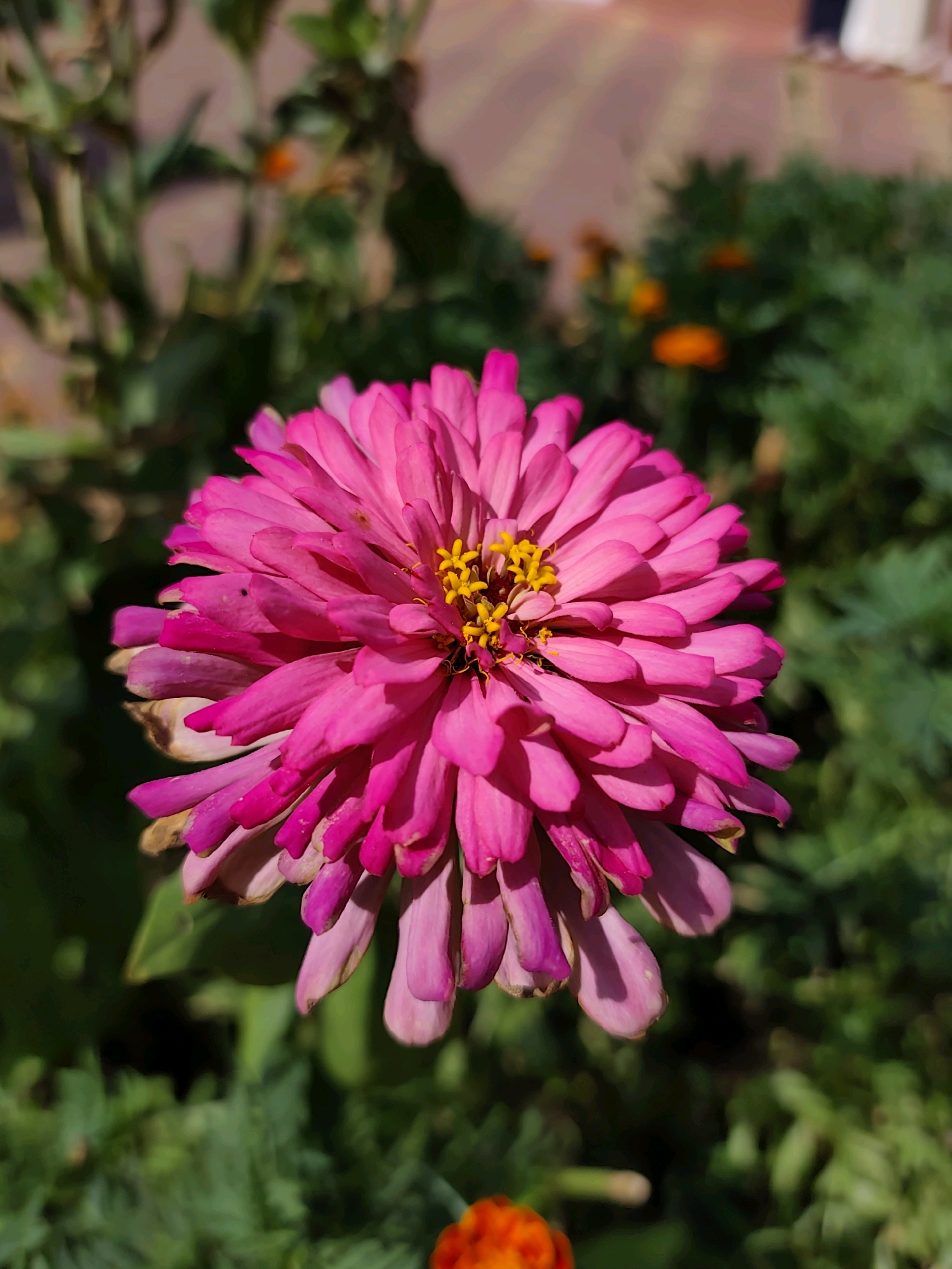 A close-up, high-angle shot captures a vibrant pink zinnia flower in full bloom against a softly blurred green background. The flower's numerous petals radiate outwards, with the inner petals appearing a brighter, more intense pink, while the outer petals transition to a lighter pink and some show signs of wilting. The center of the flower features bright yellow stamen. In the background, out-of-focus green foliage and hints of other colorful flowers, possibly orange marigolds, suggest a garden setting. The lighting indicates a sunny day, casting gentle shadows on the petals. This image was taken in the city of Sochi, Russia.