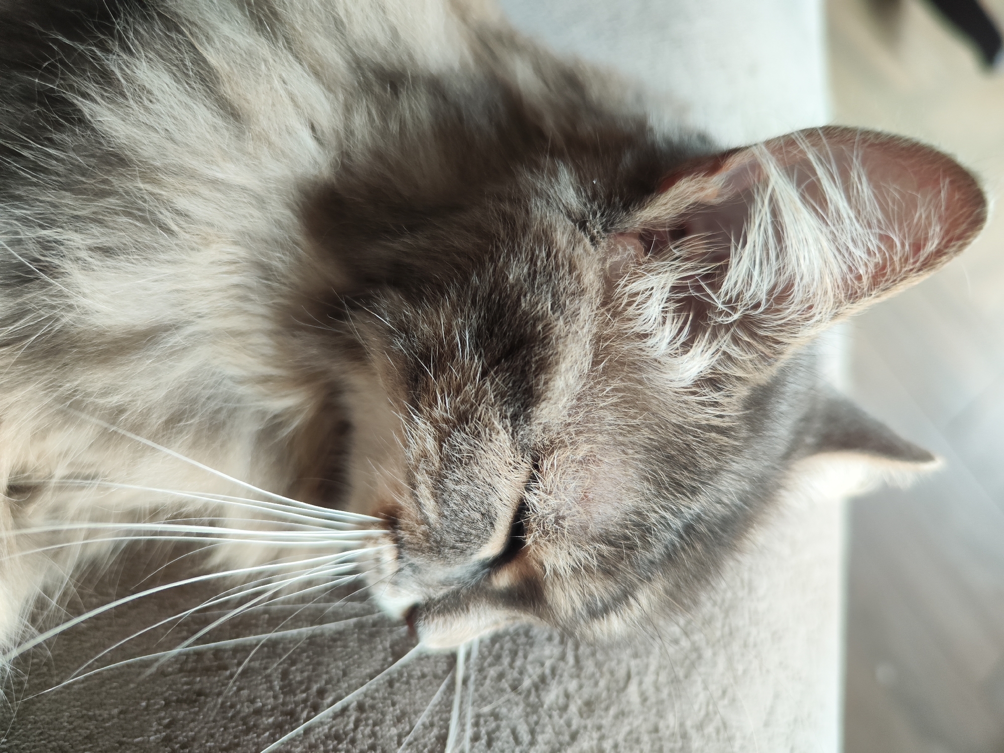 A close-up photograph shows a gray and white cat sleeping on a light gray surface, likely a cushion or furniture. The cat's head is in focus, showing details of its fur, whiskers, and ear. The photograph does not contain information to identify a location in the city of Chaikovsky, Russia. No people, interactions, or further environmental details are discernible from the image.