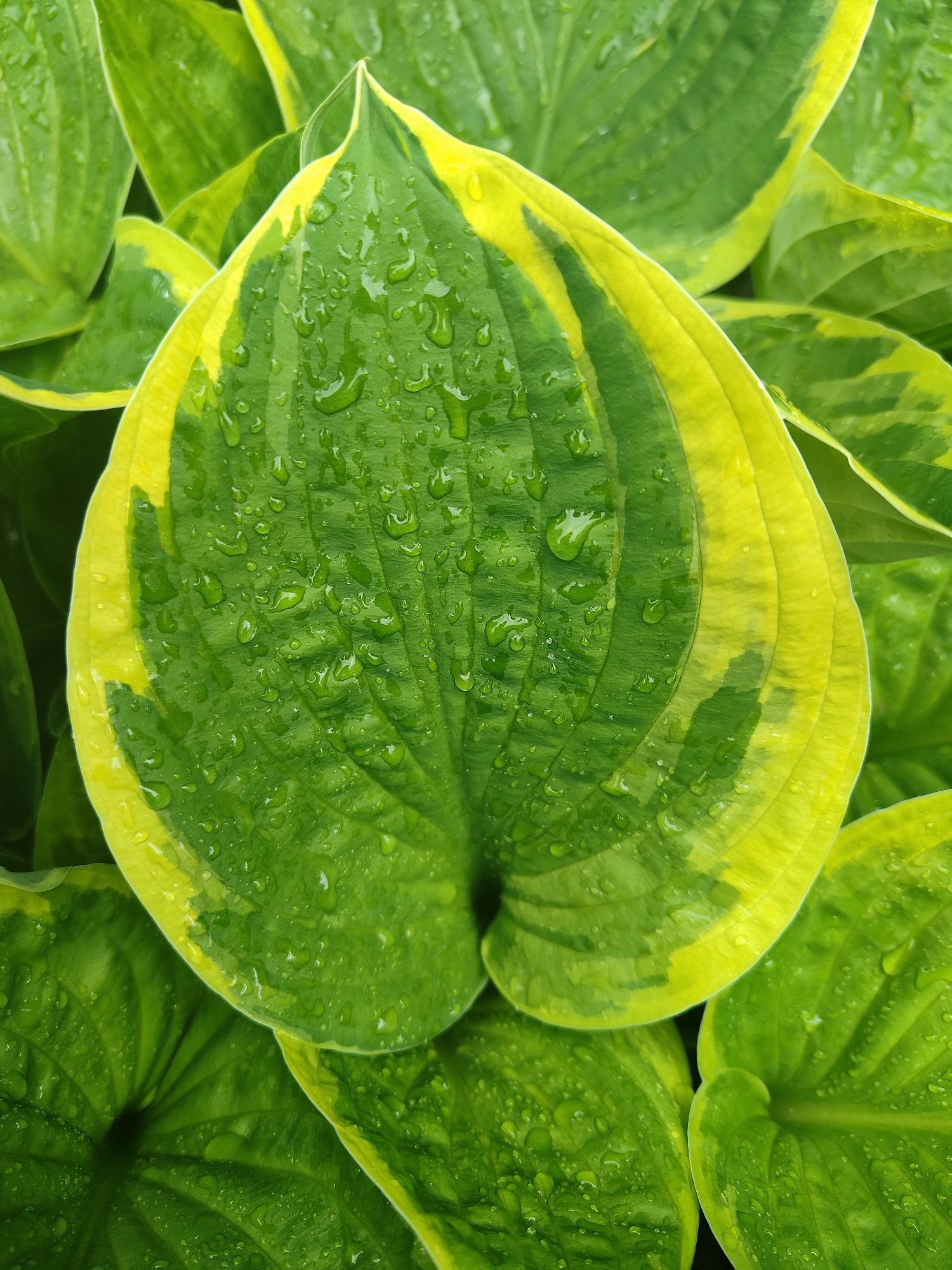 This is a close-up, top-down shot of hosta leaves after a rain. The primary subject is a large, heart-shaped hosta leaf that is variegated with green in the center and a bright yellow margin. The leaf is wet, with numerous water droplets clinging to its surface, reflecting the light. Surrounding this central leaf are other hosta leaves, some of which are also variegated, and others that are a solid green. The image is dominated by shades of green and yellow. The focus is sharp on the central leaf, while the surrounding leaves are slightly blurred, creating a shallow depth of field. The lighting suggests it is daytime, and the presence of water droplets indicates recent rainfall or dew. There are no people, objects, or visible text in the image. The scene is natural and focuses on the intricate details of the plant's foliage.