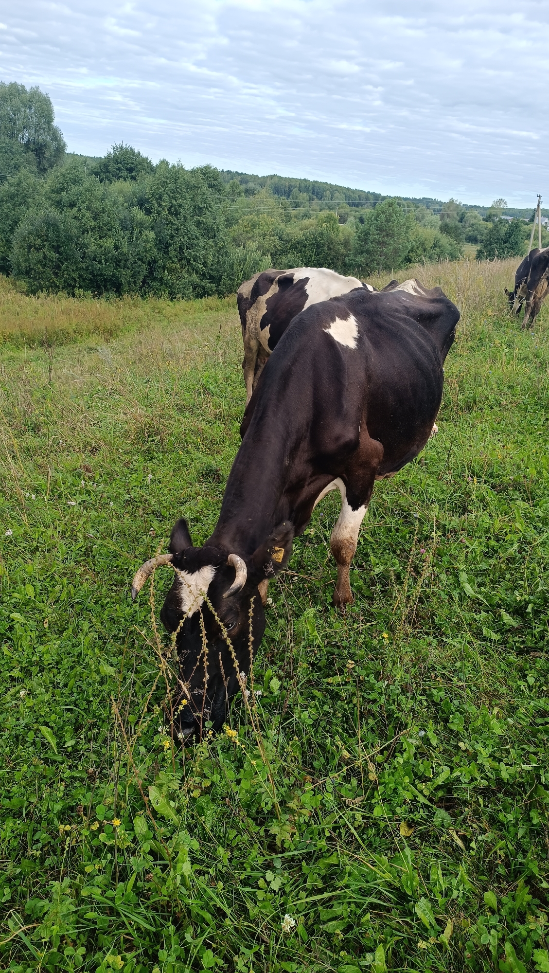 In a grassy field in the city of Karsha, Russia, a black and white cow is seen grazing. The cow is facing downwards, with its head in the grass, and its body is mostly black with white patches. Behind it, another cow, also black and white, stands with its back to the camera. The field is covered in green grass and some scattered yellow flowers. In the background, there is a line of trees and a cloudy sky. The scene appears peaceful and rural.