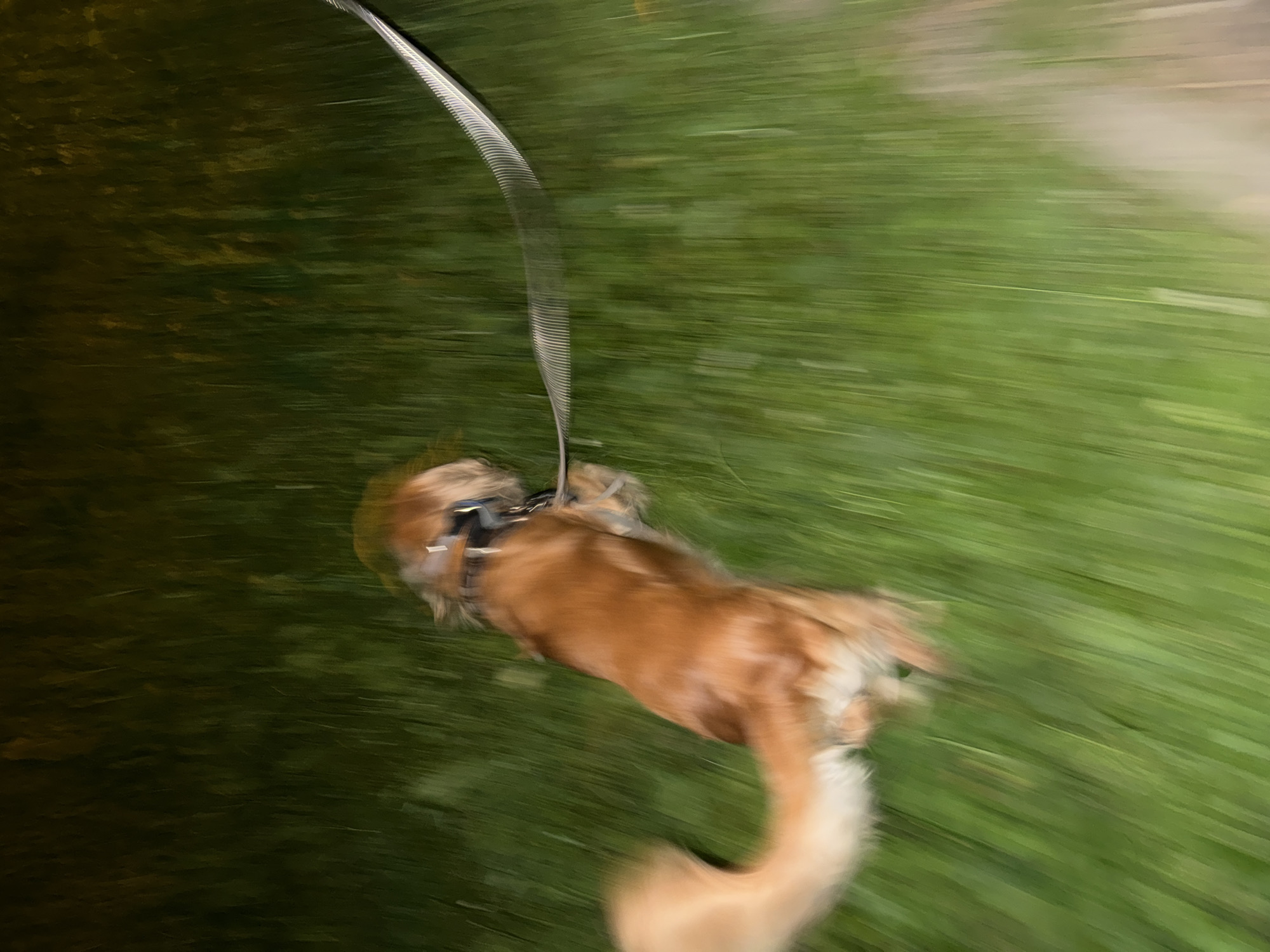 A blurred, motion-heavy image depicts a medium-sized, golden-brown dog with a lighter tail walking on a leash. The dog is on the left side of the frame, facing right, with its body angled away from the viewer. It appears to be moving forward, indicated by the blurred motion of its tail and hindquarters. The dog is wearing a dark collar and a lighter harness. A thin, white leash extends from the harness towards the right side of the frame. The background is a blur of green, suggesting a grassy outdoor environment. The lighting is dim, hinting at nighttime or a heavily shaded area. The overall impression is one of movement and perhaps an outdoor excursion in low light conditions.