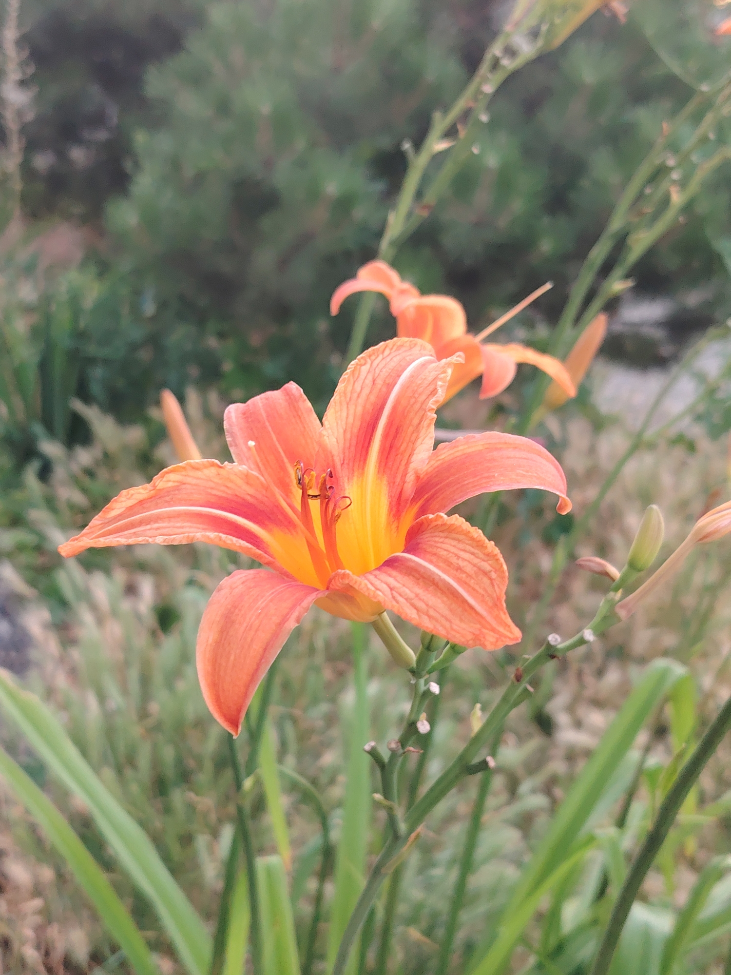 The image shows a close-up of an orange lily in bloom. The lily is in focus, with its petals unfurling to reveal a vibrant orange and yellow interior. The stamens and pistil are clearly visible at the center of the flower. The background is softly blurred, showing green foliage and other parts of the plant, including a developing bud on a stem to the right. The lighting suggests it is daytime, with soft natural light illuminating the flower. The overall impression is one of natural beauty and a focus on the intricate details of the flower. The image was captured in Rostov-on-Don, Russia.