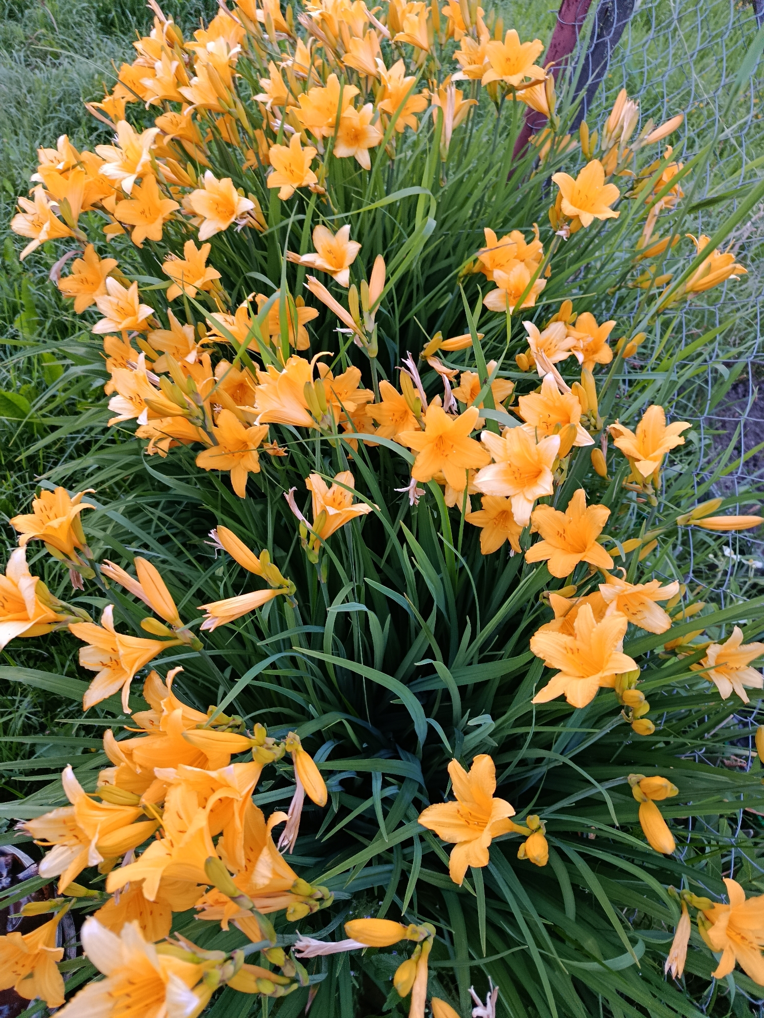 This media file features a vibrant and dense cluster of yellow-orange daylilies (Hemerocallis) in full bloom, surrounded by their characteristic long, green, strap-like foliage. The flowers vary in their stage of development, with many fully open showcasing their six petals, and others appearing as closed buds. Some blossoms have a slightly paler center, adding subtle depth to their color.
The scene depicts an outdoor setting, likely a garden or a natural area, where the flowers are growing in profusion. In the background, particularly on the right side, a metal mesh fence is partially visible, suggesting the flowers are blooming alongside a boundary. The fence appears somewhat weathered.
The lighting in the image is soft and diffused, indicating either an overcast day or indirect sunlight, as there are no harsh shadows. The overall impression is one of natural beauty and abundance. No human or animal activity is present, and there is no visible text within the image. The location context provided is Верея, Russia.