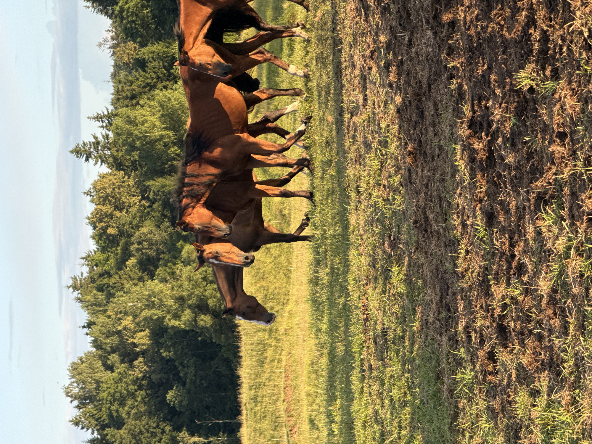 A group of four brown horses are walking in a field at sunset. The horses are positioned in the middle ground of the image, with a line of trees forming the background. The field is covered in green grass and some patches of dry, brown soil. The sky is a pale blue with some clouds. The sun is setting, casting a warm, golden light on the scene. The horses are walking from right to left, with their heads lowered. One horse in the foreground has a white blaze on its face. The image appears to have been taken in a rural area, possibly on a farm or ranch. The location is specified as Galinė, Lithuania.