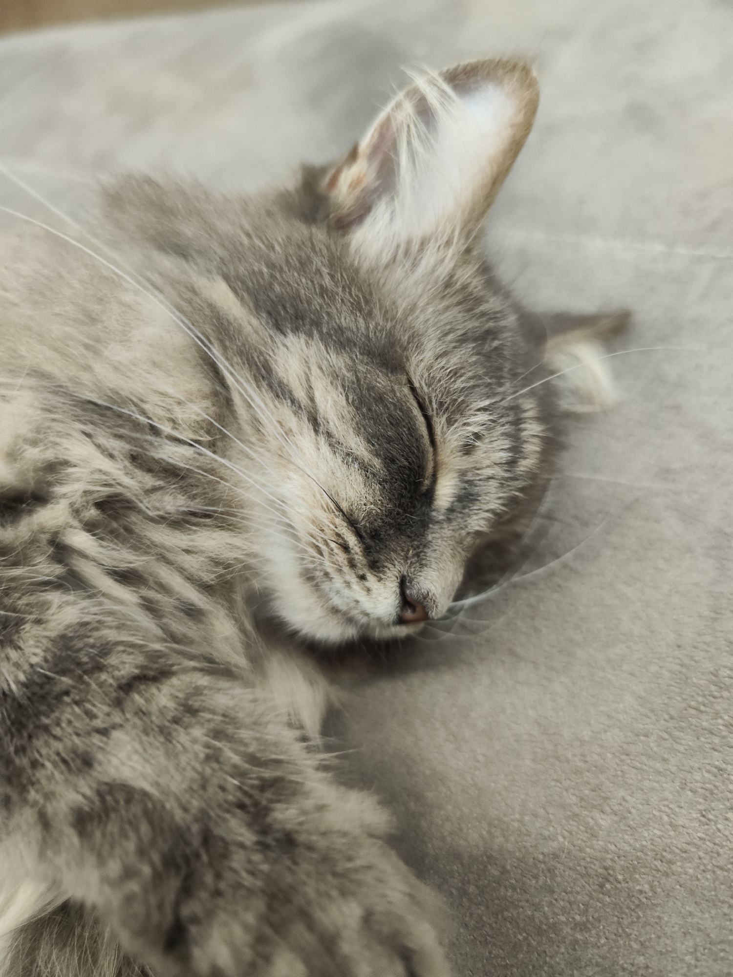 A close-up shot captures a grey tabby cat sleeping on a grey textured surface. The cat's head is in the foreground, with its eyes closed and whiskers visible. The fur around its face is a mix of light and dark grey. The cat's ear is visible on the right side of the frame. The background is blurred, matching the color of the surface the cat is resting on. No people or other objects are visible in the image. The location is unspecified, but the prompt provides the city of Chaikovsky, Russia. However, the image provides no visual evidence of this location.