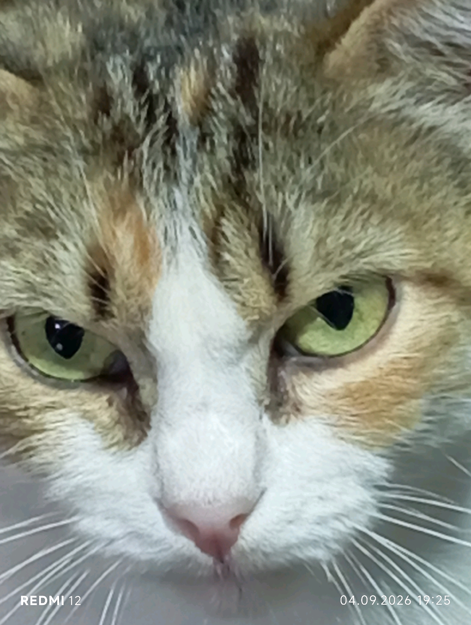 The image is a close-up, head-on shot of a cat's face. The cat has light green eyes with black pupils. Its fur is a mix of white, brown, and black, with some orange patches on its forehead. The cat's nose is pink. The background is blurry and indistinct. There are no people or discernible objects in the scene. The image includes text overlays: "REDMI 12" in the bottom left corner, and "04.09.2026 19:25" in the bottom right corner. The location of Smila, Ukraine, is not depicted or suggested in the image.