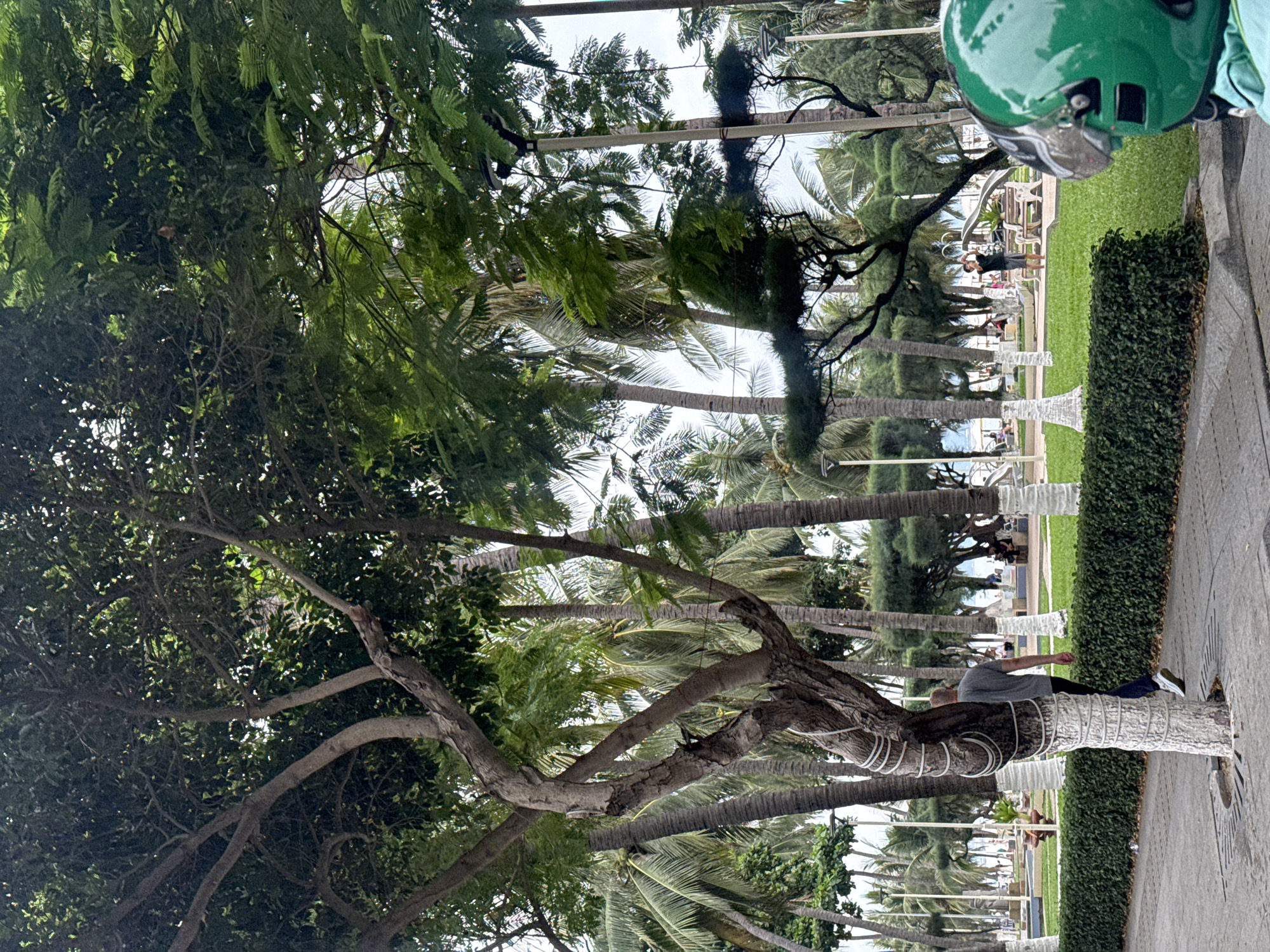 A man in a grey t-shirt and black pants walks away from the camera on a paved sidewalk lined by a trimmed green hedge. A tree with a white-wrapped trunk stands to the left of the man. Behind the hedge is a grassy area with palm trees, benches, and playground equipment. In the background, people are visible near the beach. To the right of the image, the front of a green motorcycle helmet is visible. The scene appears to be a public park or promenade in Nha Trang, Vietnam, likely near the beach, given the presence of palm trees and the ocean in the distance.