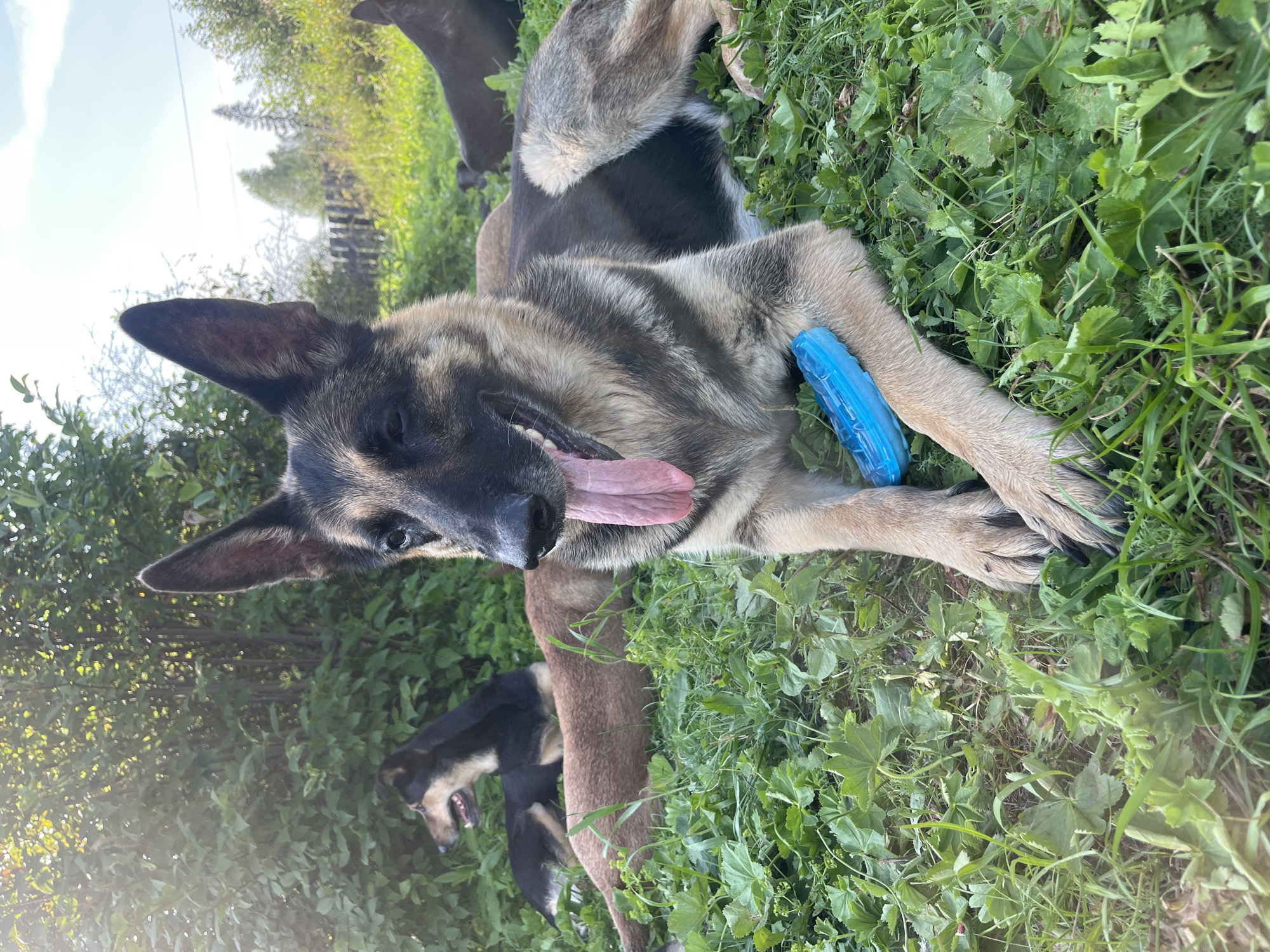 A German Shepherd dog is lying on the grass, resting its paws on a blue chew toy. Its tongue is sticking out, and its mouth is open. In the background, three other dogs are visible, also lying on the grass. The scene appears to be an outdoor setting with trees and a wooden fence in the distance. The lighting suggests it is daytime, possibly late afternoon or early evening, with the sun casting a warm glow. There are no visible people or buildings, and the environment appears to be a rural or semi-rural area. The location is identified as Nizhny Tagil, Russia.