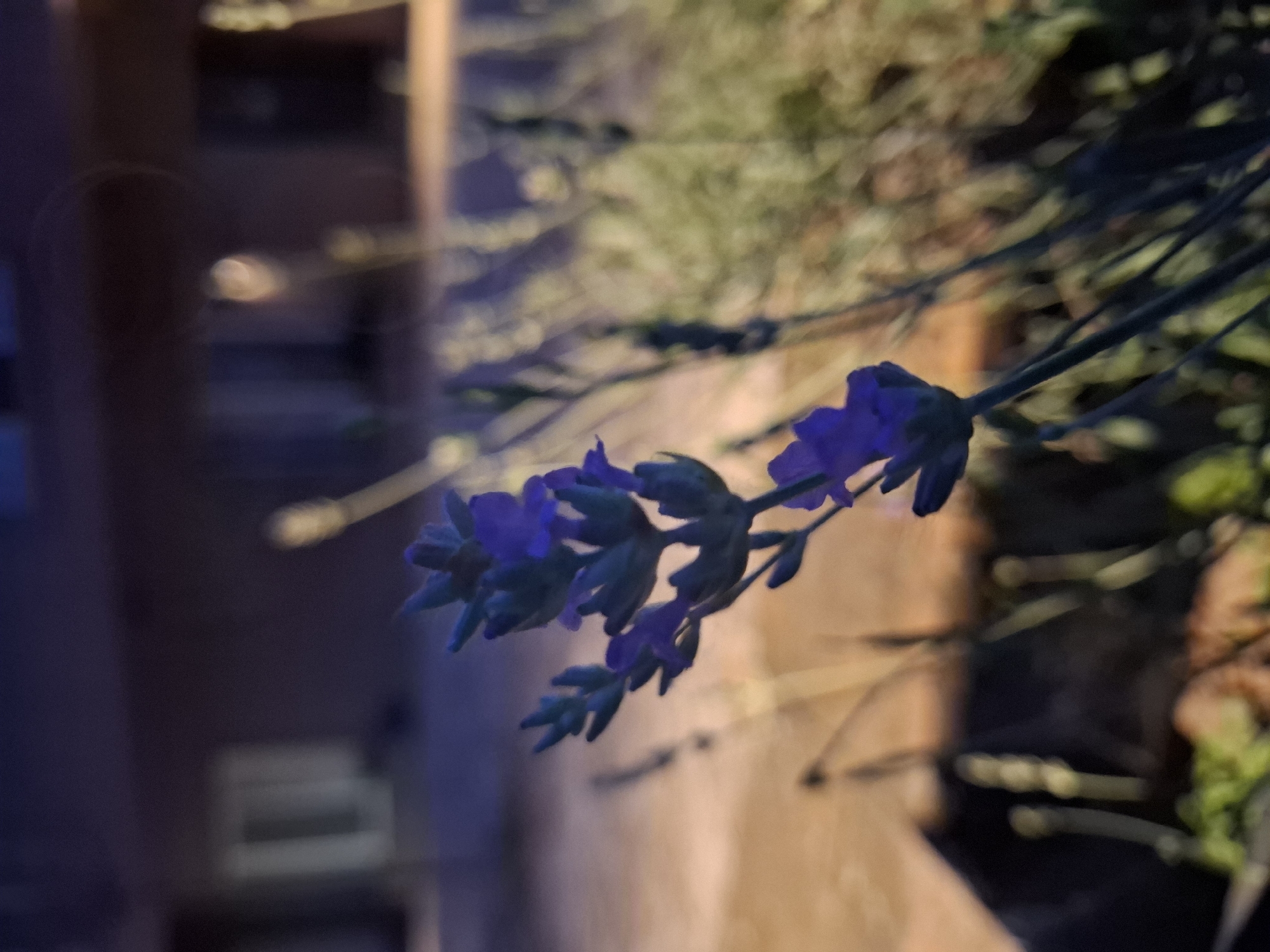 This close-up shot features a cluster of vibrant purple lavender flowers, positioned prominently in the center-right against a soft, out-of-focus background. The lavender flowers, with their distinct small florets, are in sharp focus, showcasing their delicate structure and rich color. They are arranged along a slender stem, appearing to gently cascade or lean into the frame.
The background is rendered with a shallow depth of field, creating a blurred bokeh effect. On the left, dark, indistinct shapes suggest a wooden structure, possibly a fence or part of a building, with subtle warm highlights that could be artificial light sources or reflections. The upper and right portions of the background display muted green and brown tones, indicative of distant foliage or other plants, softly illuminated. A few faint, darker lines resembling thin branches or stems can be discerned within the blurred greenery.
The lighting is soft and appears to be ambient, suggesting either dusk, late evening, or nighttime with artificial illumination. The overall impression is tranquil and highlights the natural beauty of the plant. No people or specific activities are depicted. The scene is an outdoor setting, consistent with a garden or urban green space in the Zemun Urban Municipality, Serbia. There is no visible text in the image.