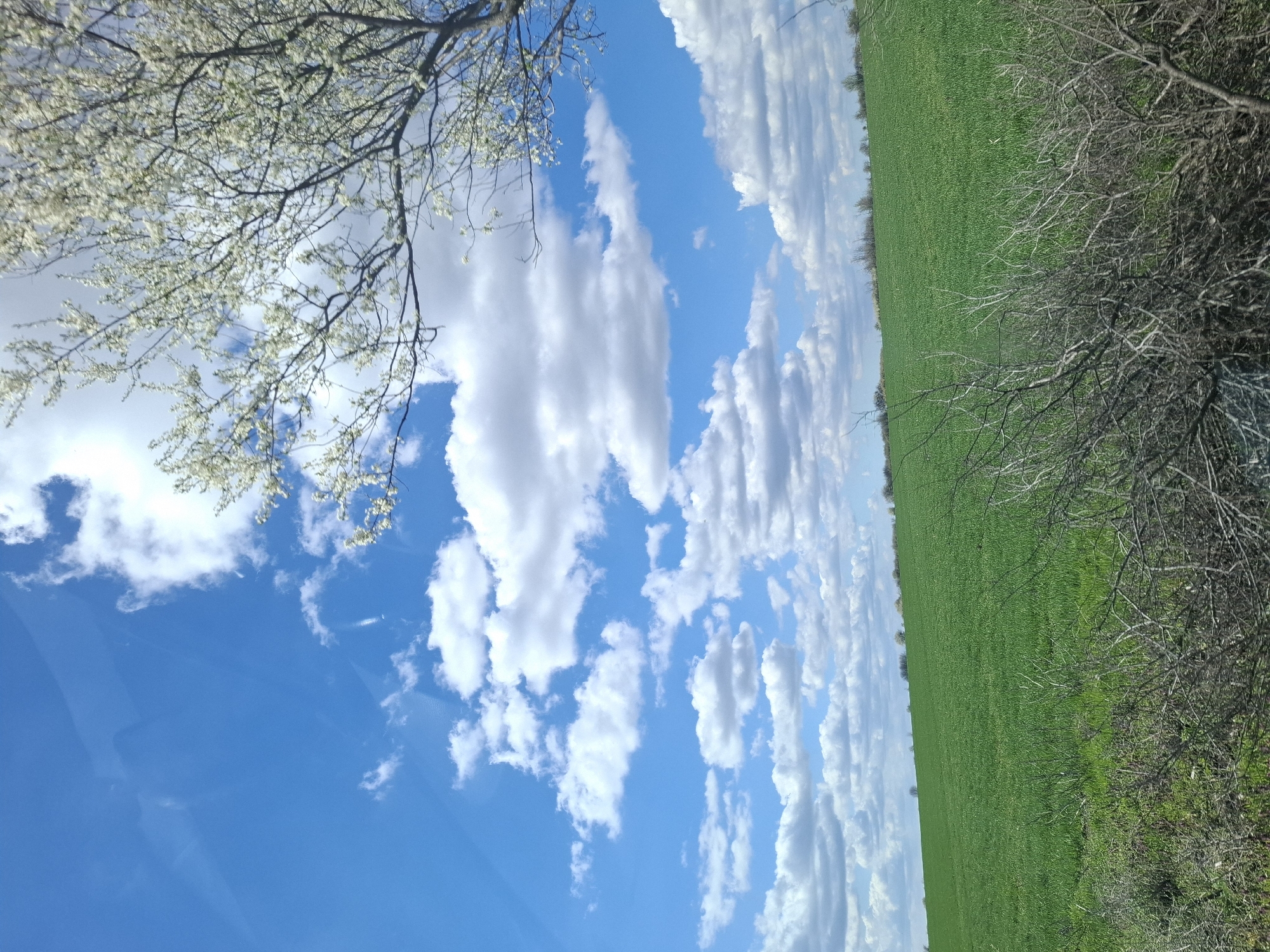 The image depicts a vibrant scene in Gramada, Bulgaria. A bright blue sky dotted with cumulus clouds dominates the frame. A flowering tree branch with white blossoms extends into the upper left corner. A green field occupies the right side of the image. The photograph has been rotated counterclockwise, placing the horizon line vertically. Bare branches are visible along the right edge of the field.
