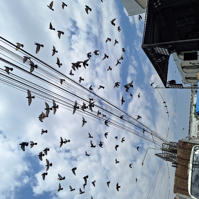 Many birds fly against a backdrop of blue sky with white clouds. Power lines stretch across the scene, partially obscuring the birds in flight. Buildings are visible at the edges of the image. The perspective is looking upward.