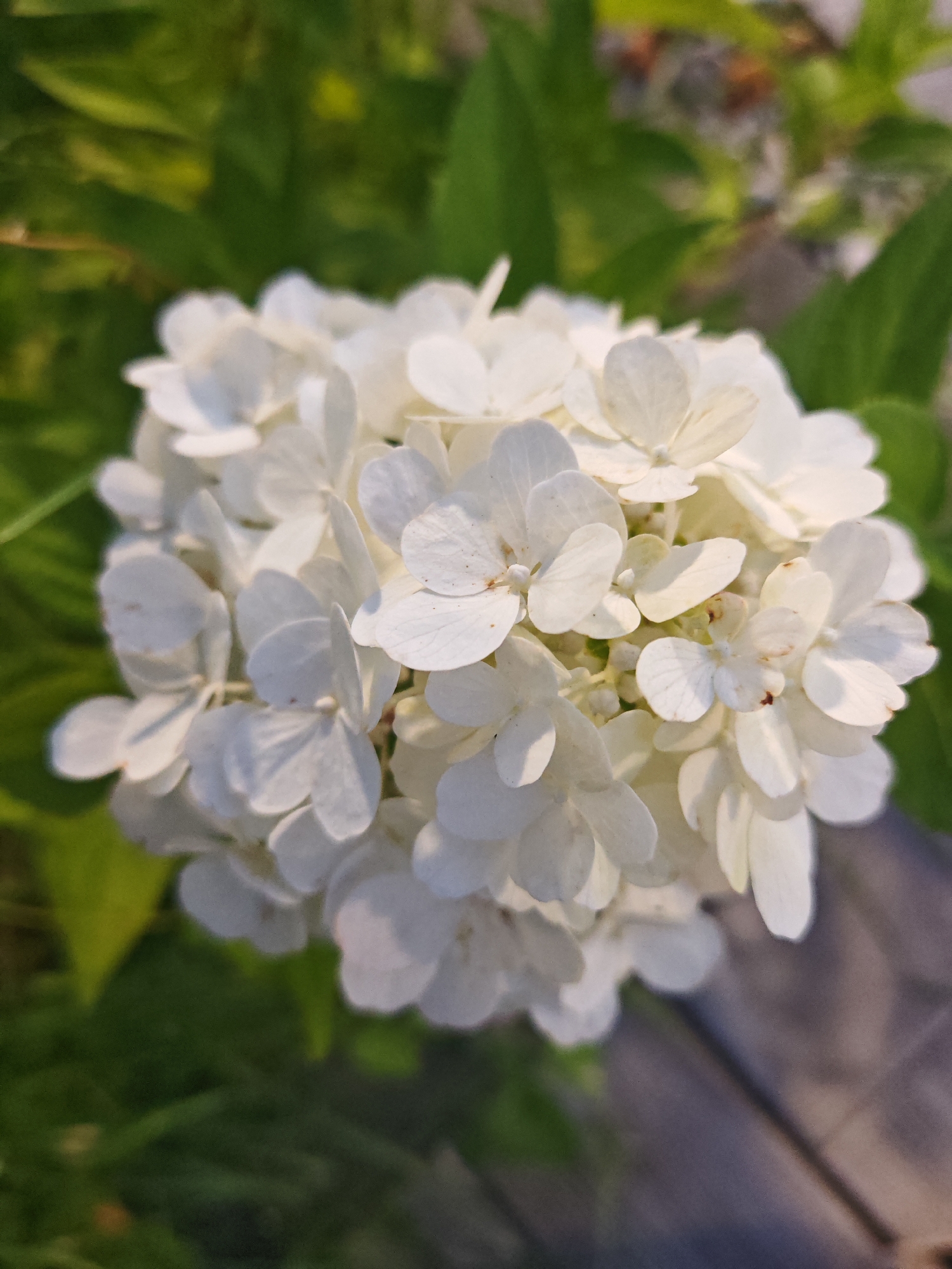 A close-up, eye-level shot focuses on a large cluster of delicate white hydrangea flowers, their petals slightly ruffled and tinged with subtle yellow hues in places. The bloom is the central subject, taking up most of the frame. Behind the flowers, out-of-focus green leaves form a soft backdrop, hinting at a garden setting. To the right and bottom of the image, a blurred wooden surface, possibly a deck or walkway, adds a muted, textured element. The lighting suggests it is either early morning or late afternoon, with soft shadows casting gentle highlights and creating a peaceful atmosphere. There are no people or animals visible in the image. The scene appears to be an outdoor garden, but there is no specific indication of its location within Kokshetau, Kazakhstan.