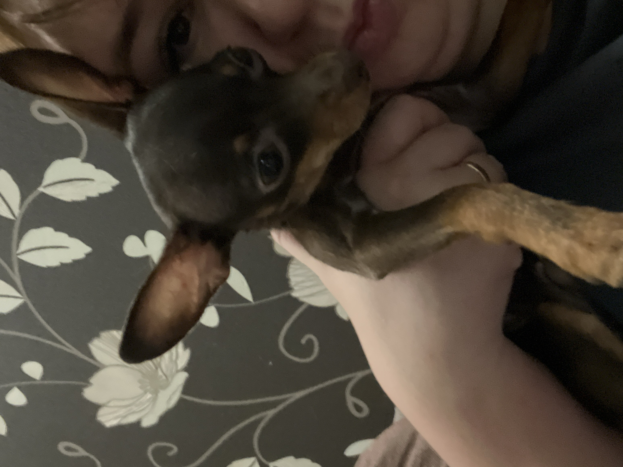 A person is holding a small, black and tan dog, possibly a miniature pinscher or similar breed, close to their face. The dog's head is near the person's mouth. The background features a dark gray wall with a white floral pattern. The location is unspecified as there are no indicators of the city of Chaikovsky, Russia.