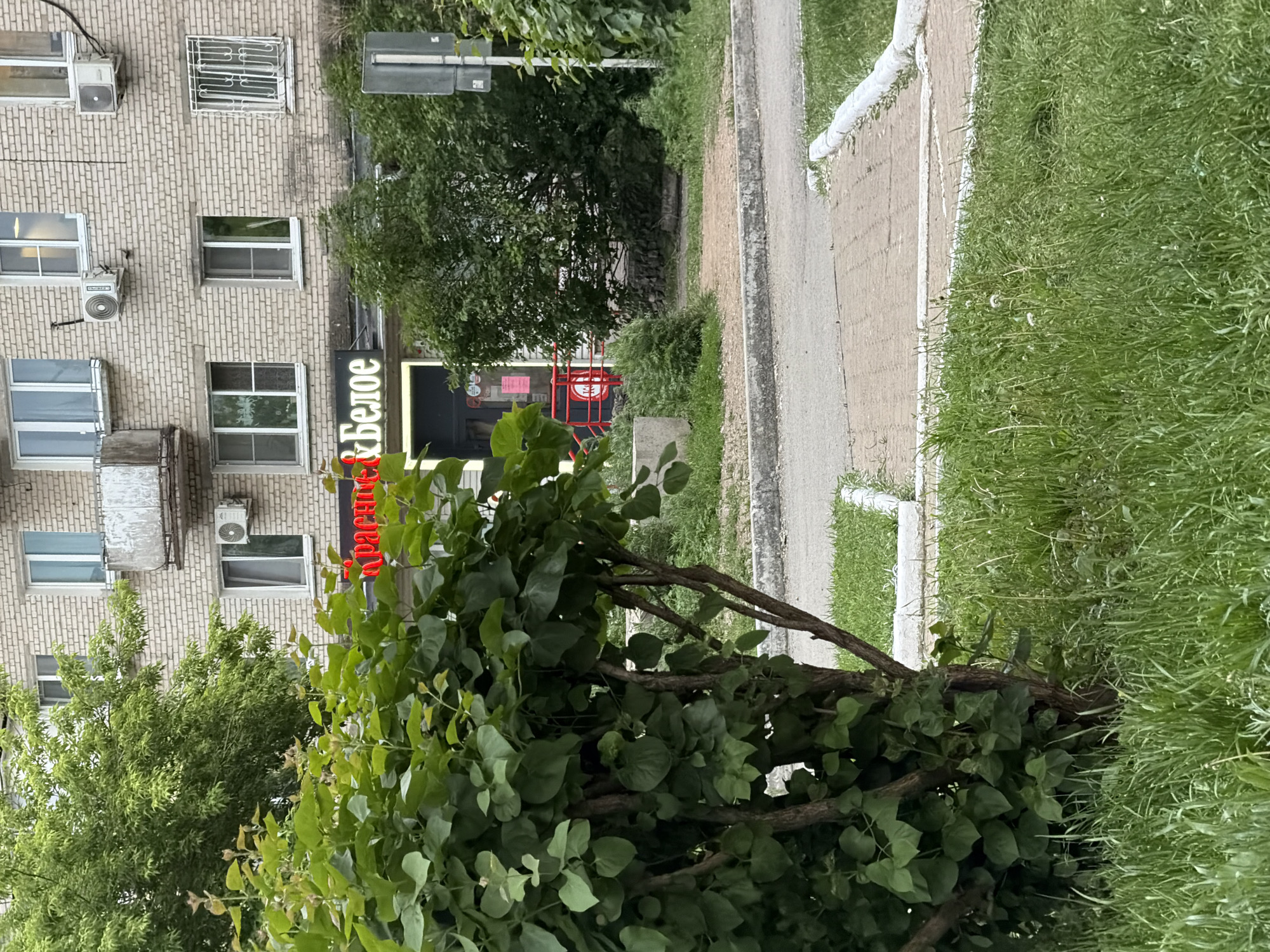 The image depicts a street-level view of a building facade and its surrounding environment. The building is constructed of light-colored brick and features several windows, some with air conditioning units mounted below them. A sign with red and white lettering, reading "Красное & Белое" (Krasnoe & Beloe, meaning "Red & White"), is prominently displayed above a storefront. Red metal railings lead up to the store entrance, and a dark doorway is visible. Green trees and bushes are abundant in the foreground and around the building, with a large, leafy bush dominating the left side of the frame. A paved walkway and a grassy area are also present. The scene appears to be a typical urban setting, possibly in the city of Khabarovsk, Russia, given the Cyrillic signage. The lighting suggests it is daytime.