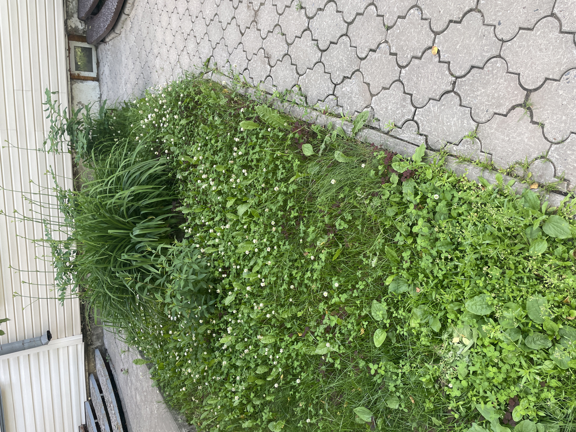 This is a high-angle, eye-level, outdoor shot of a garden bed next to a paved walkway. The garden bed is filled with dense green foliage, including grass, clover with small white flowers, and other leafy plants. There are also some taller, grass-like plants in the left section of the bed. The walkway is made of interlocking, grey paving stones with a scalloped pattern. The scene appears to be in a residential area, with a white, vertically paneled wall visible on the left side of the image, likely the exterior of a building. There is also a gray downspout on the wall. The lighting suggests it is daytime, and the weather appears to be clear. The garden seems to be somewhat overgrown, with a mix of cultivated plants and weeds. There is no visible text in the image.