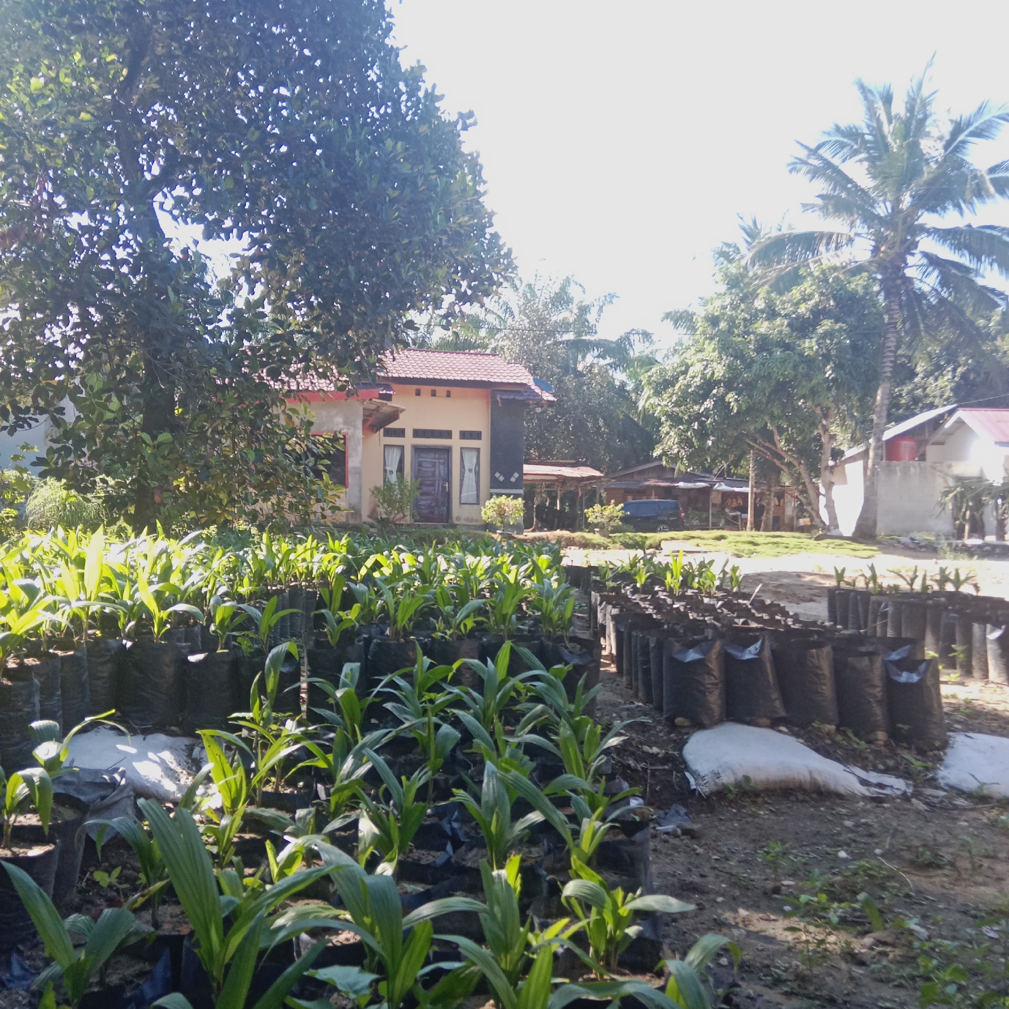 The image depicts an outdoor scene in an area that appears to be rural or semi-rural, possibly in Indonesia, given the presence of palm trees and a modest building. In the foreground, numerous young plants are arranged in neat rows. These plants are in individual black plastic bags, suggesting they are seedlings being cultivated. The leaves of these seedlings are a vibrant green and appear healthy.
Behind the seedlings, a small, light-colored building with a reddish-brown tiled roof is visible. The building has windows and a door, with curtains visible in the windows. The architecture is simple and functional. To the right of this building, further structures are visible, including what appears to be a covered outdoor area and another building with a red roof.
The environment is characterized by a sunny day, with bright light casting shadows. Lush green trees, including a prominent palm tree on the right side of the image, surround the area. The ground is a mix of dirt and some patches of grass. There is a dark-colored vehicle parked in the middle ground to the right of the main building, suggesting this might be a residential or agricultural property. The overall impression is one of a nursery or a small farmstead. No people are visible in the image.