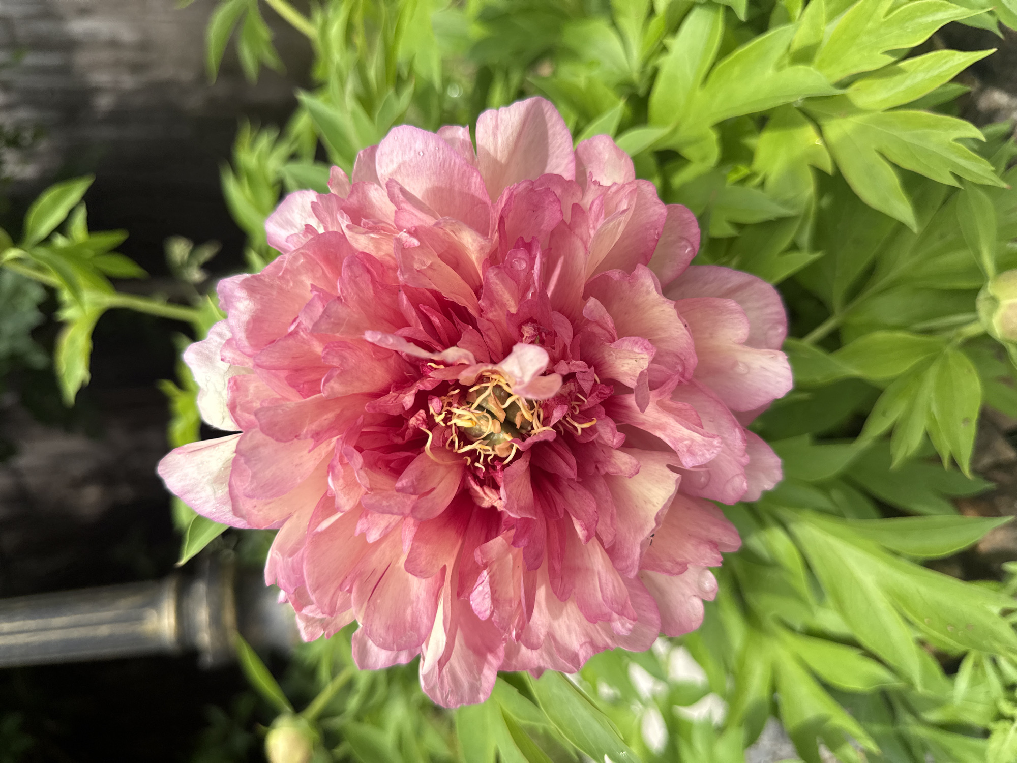 A close-up shot captures a lush, pink peony flower in full bloom, its delicate petals unfurling in a soft display of color. The flower is the central subject, with its intricate layers and subtle variations in pink hues drawing the viewer's eye. Surrounding the peony, vibrant green foliage creates a natural backdrop, suggesting an outdoor setting within a garden or natural landscape. The leaves are lush and abundant, hinting at a time of year when plants are thriving, likely late spring or early summer.
In the lower left quadrant of the image, a metallic pipe or conduit is partially visible, its dull sheen contrasting with the organic softness of the flower and leaves. This object introduces an element of human-made structure into the natural scene, possibly indicating the flower is part of a cultivated garden or near some form of infrastructure. A small, closed bud of a similar flower can be seen near the bottom edge of the frame, suggesting the peak of the blooming season is ongoing.
The lighting suggests it is daytime, with bright illumination highlighting the textures of the petals and leaves, and casting subtle shadows. There are no people visible in the image, and no text is present. The overall mood is serene and natural, celebrating the beauty of the blooming flower. The context provided places this scene in Sukhaya, Russia.