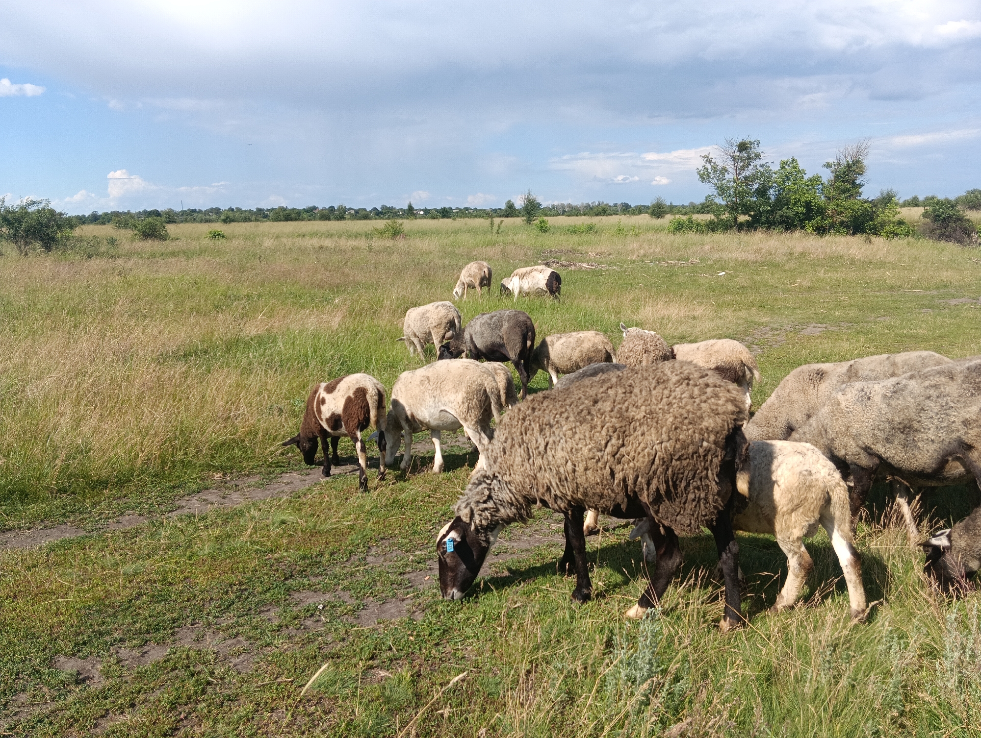 A flock of sheep graze in a grassy field under a partly cloudy sky. The sheep are various shades of white and brown and are scattered across the foreground and middle ground of the image. One sheep in the foreground has a blue tag on its ear. The background shows a treeline and a distant horizon. The terrain is uneven with patches of dirt and dry grass.