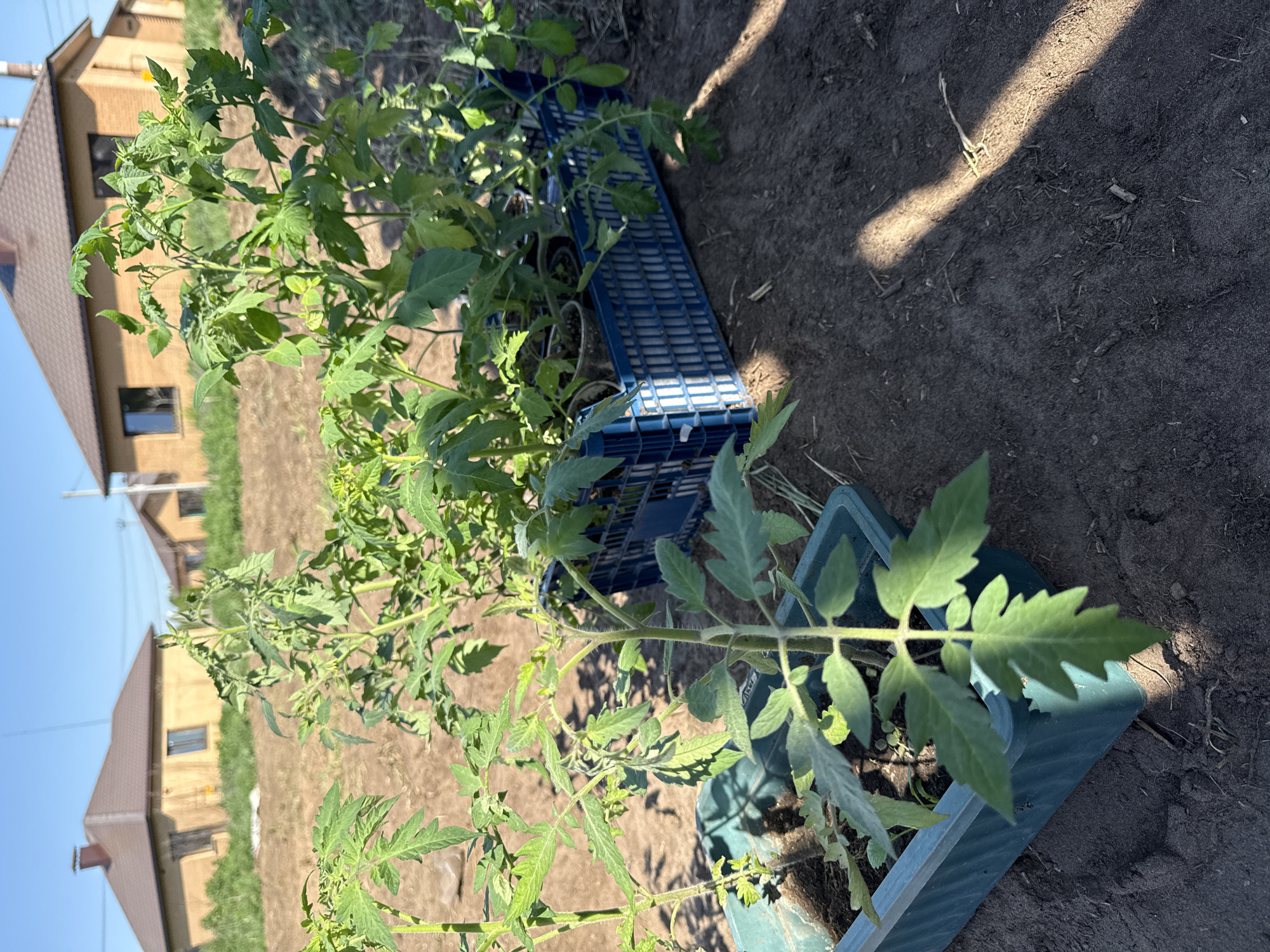 The image depicts tomato plants in blue plastic containers and a blue plastic crate arranged outdoors. The plants are green and leafy, suggesting they are healthy and actively growing. The containers are set on dark brown soil. In the background, two single-story houses with brown roofs are visible against a clear blue sky. The location is possibly in the city of Chaikovsky, Russia. The scene is captured in daylight with shadows cast on the ground, indicating the presence of sunlight. There are no people visible in the image.