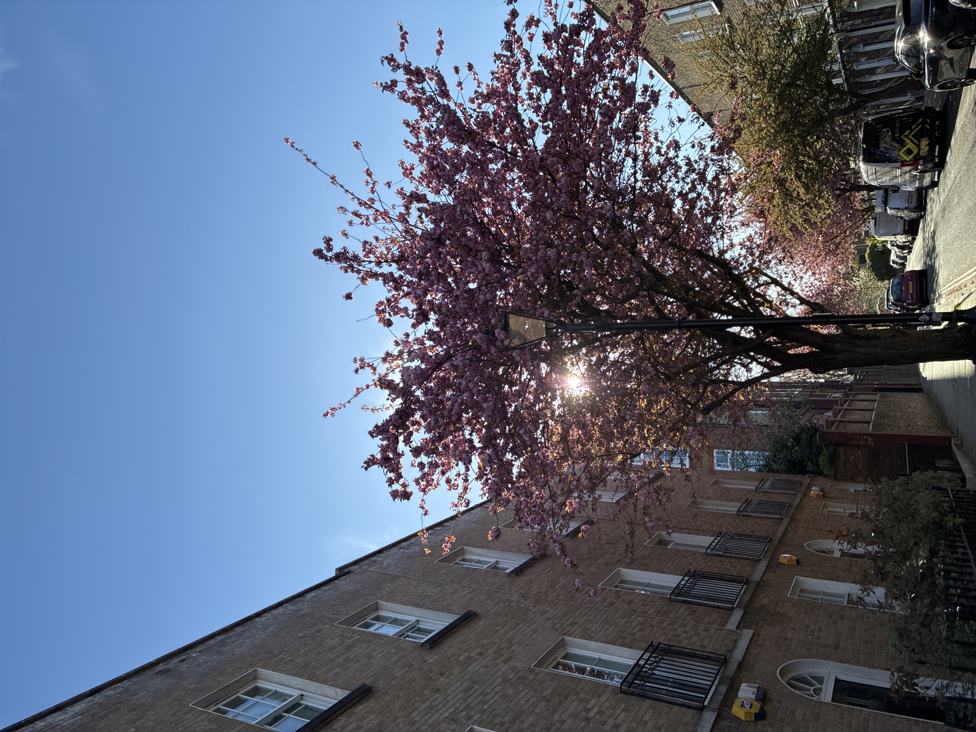 The image depicts a street scene, likely in a residential area of London, United Kingdom. A brick building with multiple windows is visible on the left. A blossoming cherry tree with pink flowers dominates the upper portion of the frame, obscuring a street light. The sun shines through the tree canopy. Cars and other trees line the street further down the road. The sky is clear and blue. The image is taken from a low angle, looking up towards the tree and building.