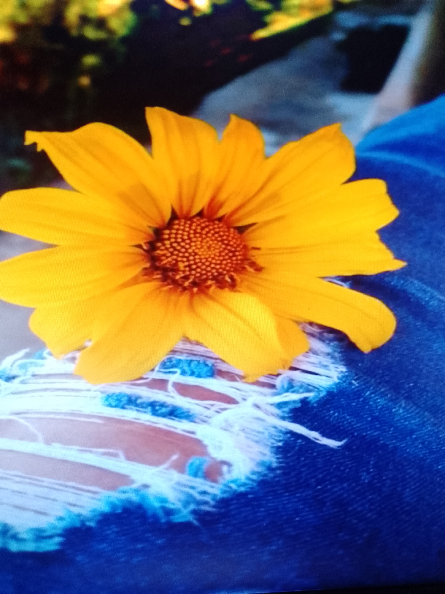 A yellow flower is resting on a pair of blue denim jeans with a ripped section revealing flesh tones. The environment is out of focus, showing green and yellow hues. The city and specific location are not discernible.