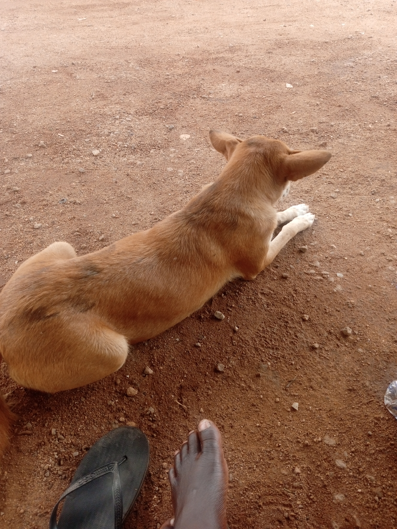 A high-angle outdoor shot captures a light brown dog resting on reddish-brown dirt, with a human foot and a black flip-flop in the foreground. The location is an unpaved area, in Unknown, Unknown.
The dog, a medium-sized canine with short, light brown fur and distinct upright ears, is lying on its belly, facing towards the upper right. Its front paws are tucked beneath it, and its hindquarters are partially visible in the lower left. There are several dark, irregular patches of fur visible on its back.
In the lower left foreground, a bare human left foot with dark skin is positioned with the toes pointed towards the right. Directly adjacent to the foot, a single black flip-flop with a textured sole rests on the ground. The ground is composed of reddish-brown soil, unevenly covered with numerous small stones, pebbles, and sparse bits of organic debris. A crumpled, clear plastic object, possibly a bottle, is partially visible in the mid-right portion of the frame. The scene is illuminated by natural light, producing soft, diffused lighting with no harsh shadows.