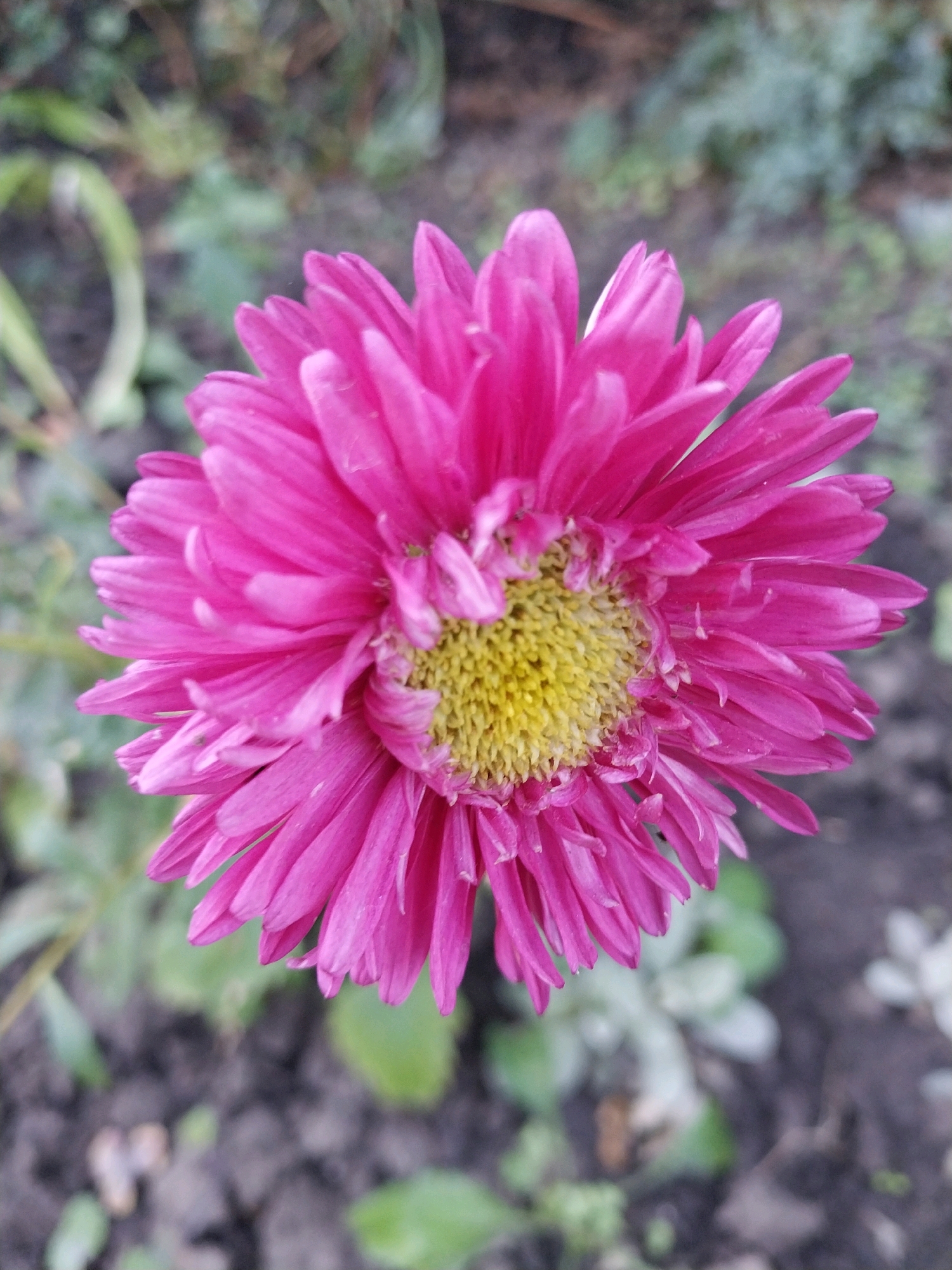 A close-up, top-down shot captures a vibrant pink aster in full bloom, its numerous petals radiating outwards from a bright yellow center. The flower, with its delicate, slightly curled petals, appears to be growing in a garden or park setting, as indicated by the blurred green foliage and dark, earthy ground visible in the background. The overall lighting suggests an overcast day, with soft, diffused light illuminating the subject. The image is devoid of any human presence or activity.