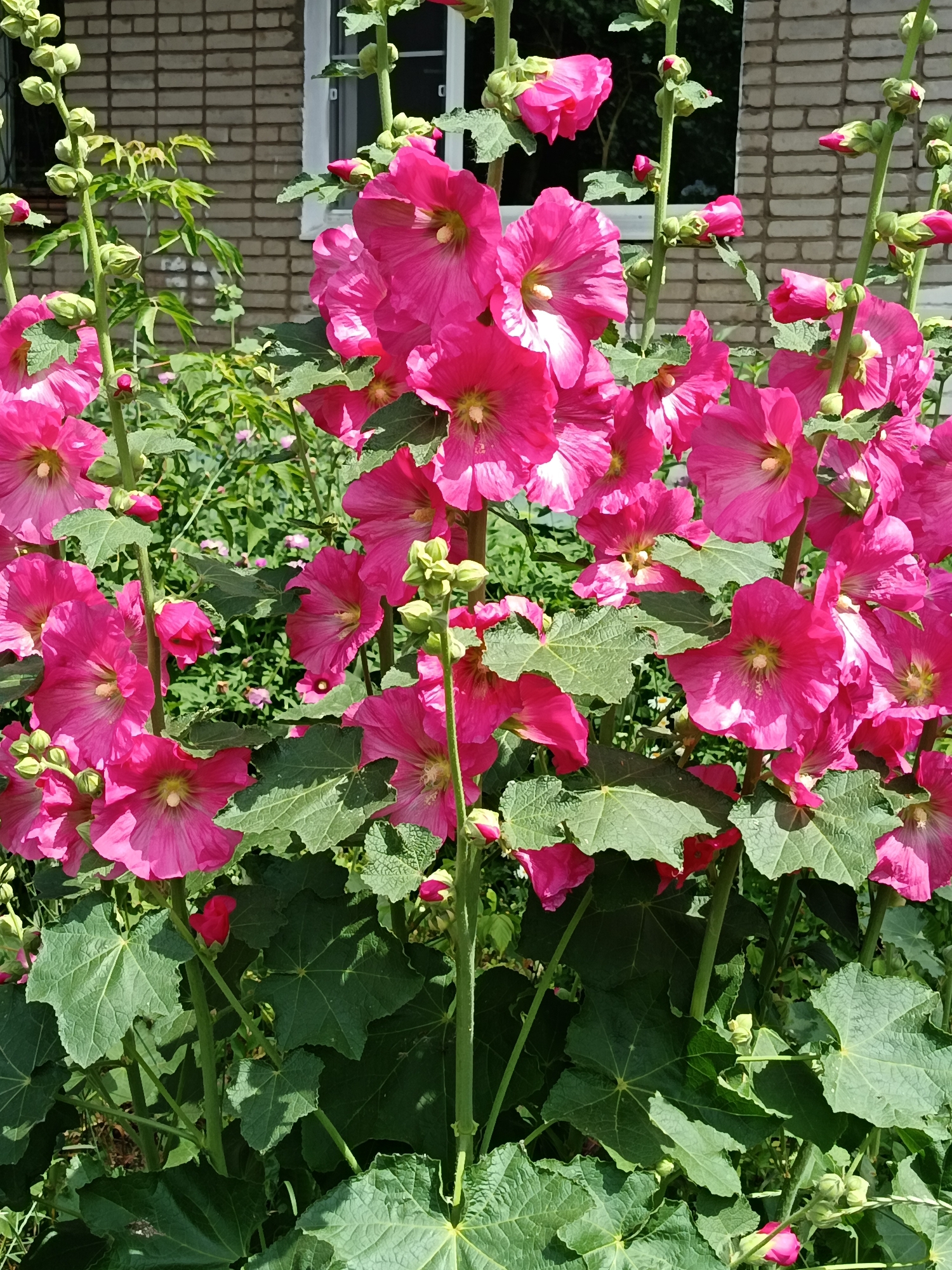This is a close-up, eye-level, vertical outdoor shot of bright pink hollyhock flowers in full bloom, set against a backdrop of a brick building with a white-framed window. The flowers, with their crinkled petals and prominent stamens, dominate the foreground. The stems are thick and green, supporting numerous buds in various stages of development. Lush, dark green, heart-shaped leaves with serrated edges are interspersed throughout the stems. The building in the background has a light brown brick facade. The lighting suggests a bright, sunny day. The scene appears to be a residential area in Komsomolsk-on-Amur, Russia, likely a garden or yard adjacent to a dwelling. There are no people or animals present.