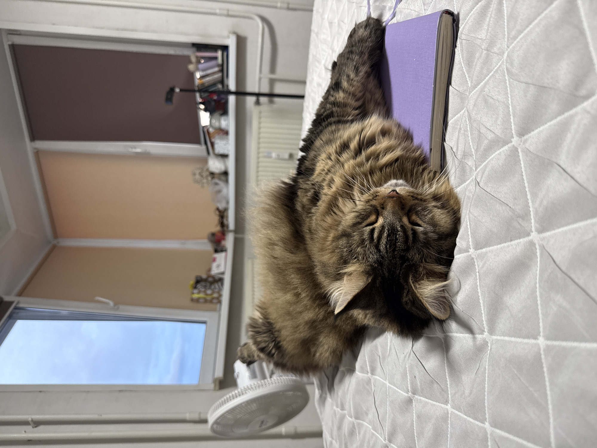 A medium shot shows a long-haired brown and black tabby cat lying prone on a white bed, head down and resting on a purple book. The cat's right paw lies on the top corner of the book. The bed has a quilted pattern. In the background is a window with two different parts. One is frosted with a brown pull down blind, and the other is clear and open, showing a blue sky. A white fan sits on the ledge of the open window. Books and various items are on a shelf near the window. A desk lamp can be seen above the shelf. The scene is in a room with white walls. No information can be derived about Izhevsk, Russia.