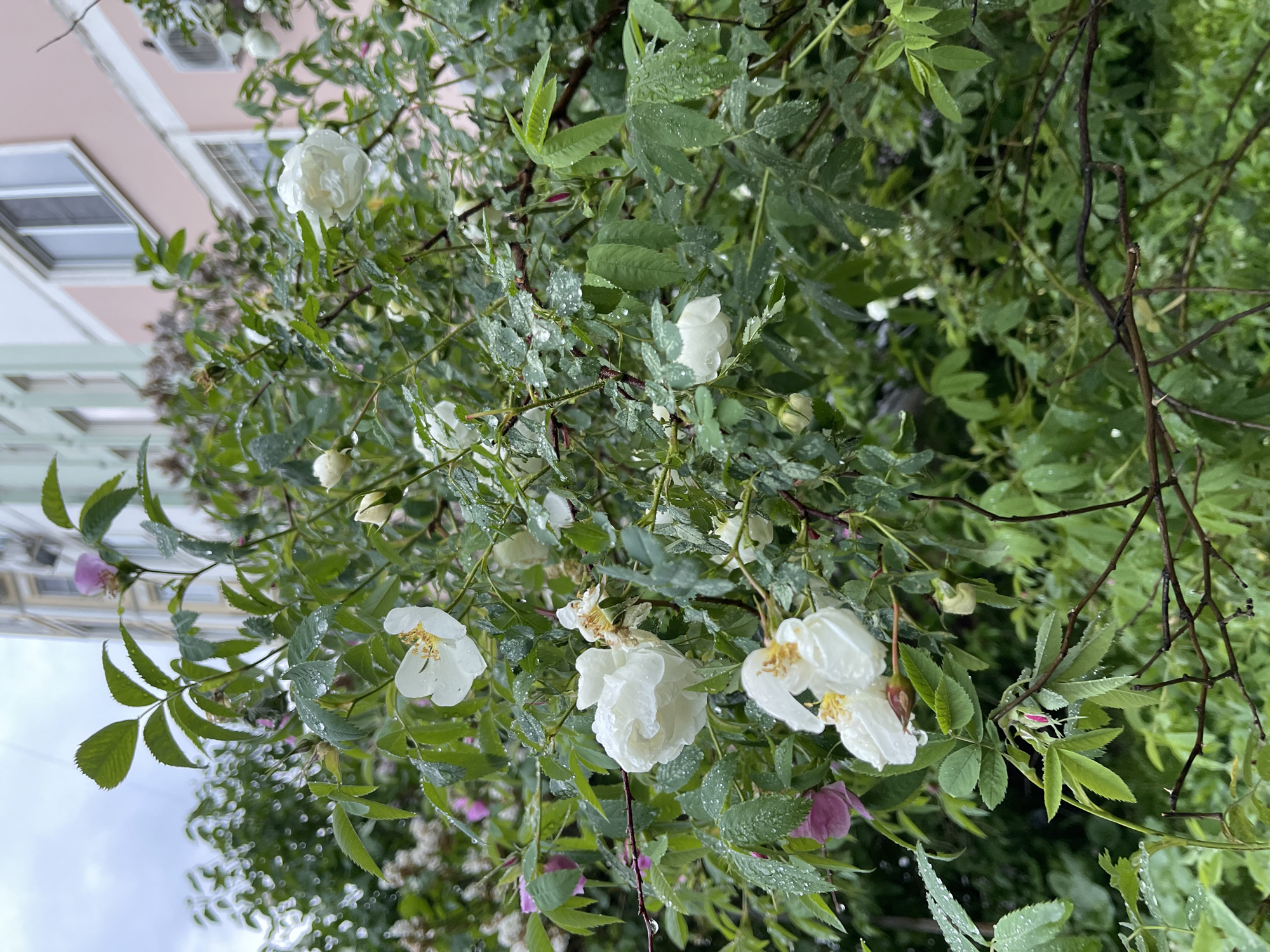 The image shows a close-up view of white roses covered in raindrops, with green foliage surrounding them. A building with a pink facade can be seen in the background, partially obscured by the vegetation. The location is Moscow, Russia. The focus is on the flowers and leaves, highlighting their textures and the water droplets clinging to their surfaces.