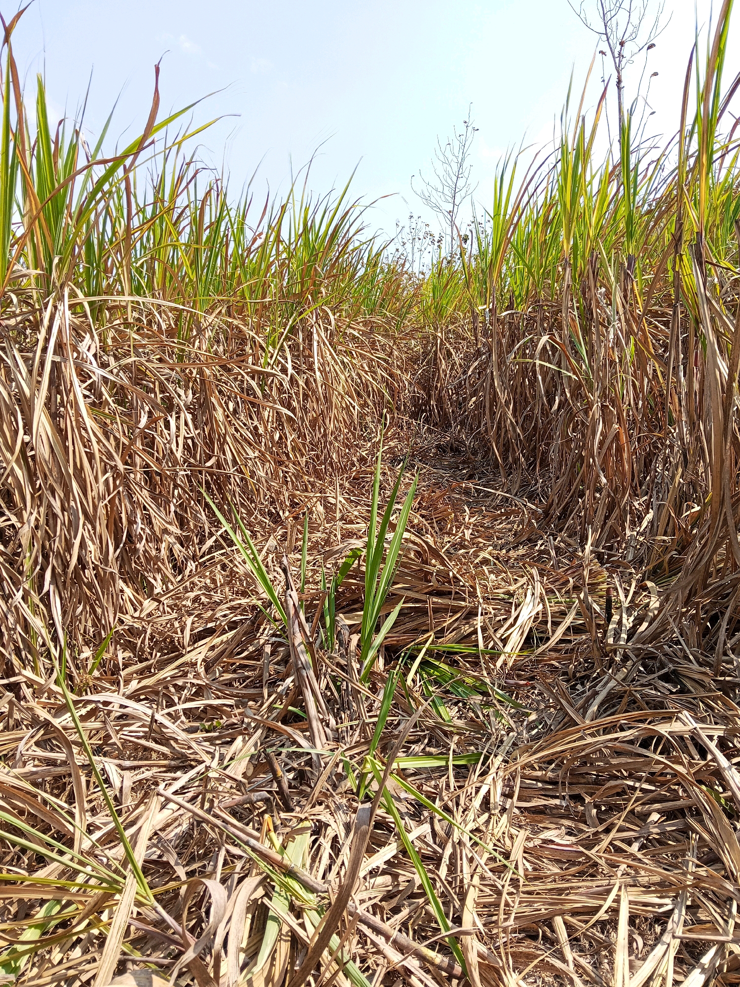 This image depicts a dry, overgrown path between rows of mature sugarcane plants. The sugarcane stalks on the sides are tall and dense, with a mix of dried, brown leaves and some green growth emerging from the lower sections. The ground is covered in a thick layer of fallen, dry leaves and debris, indicating arid conditions or a recent harvest. In the background, the sky is a clear, pale blue. The scene suggests an agricultural setting in Margo Mulyo, Indonesia, likely a sugarcane field during or after the dry season. There are no people or animals visible in the image.
