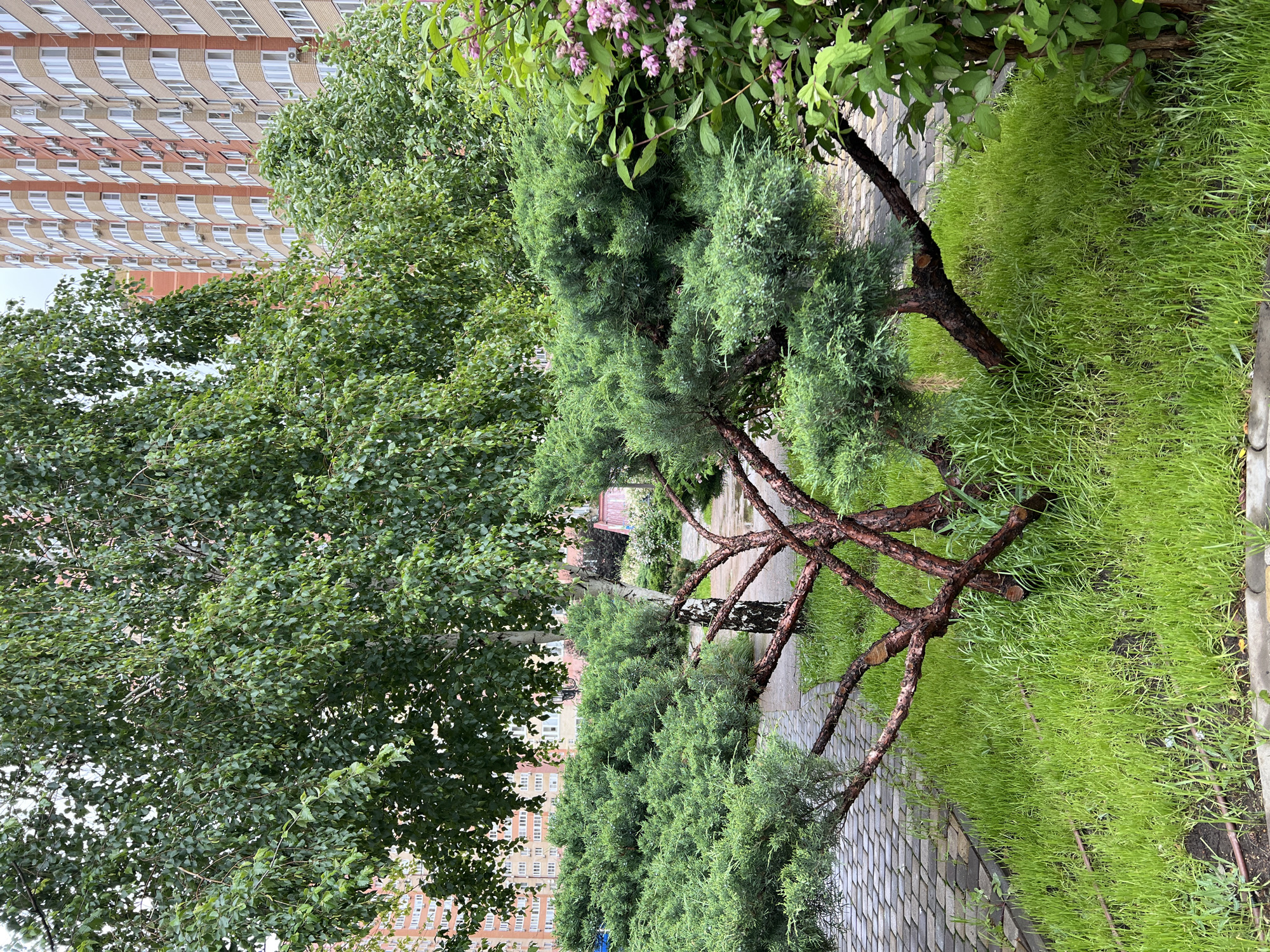 The scene is a landscape in Krasnodar, Russia. In the foreground, there is a row of trained evergreen trees with exposed brown branches extending over a light gray brick walkway. To the right of the walkway, a dense patch of bright green groundcover is present. A large leafy tree with dark green leaves is on the left, partially obscuring the view. In the background, there is an apartment building with several rows of windows visible, as well as a hint of a building farther down the walkway. There are no people visible. The overall environment suggests a well-maintained urban park or residential area.