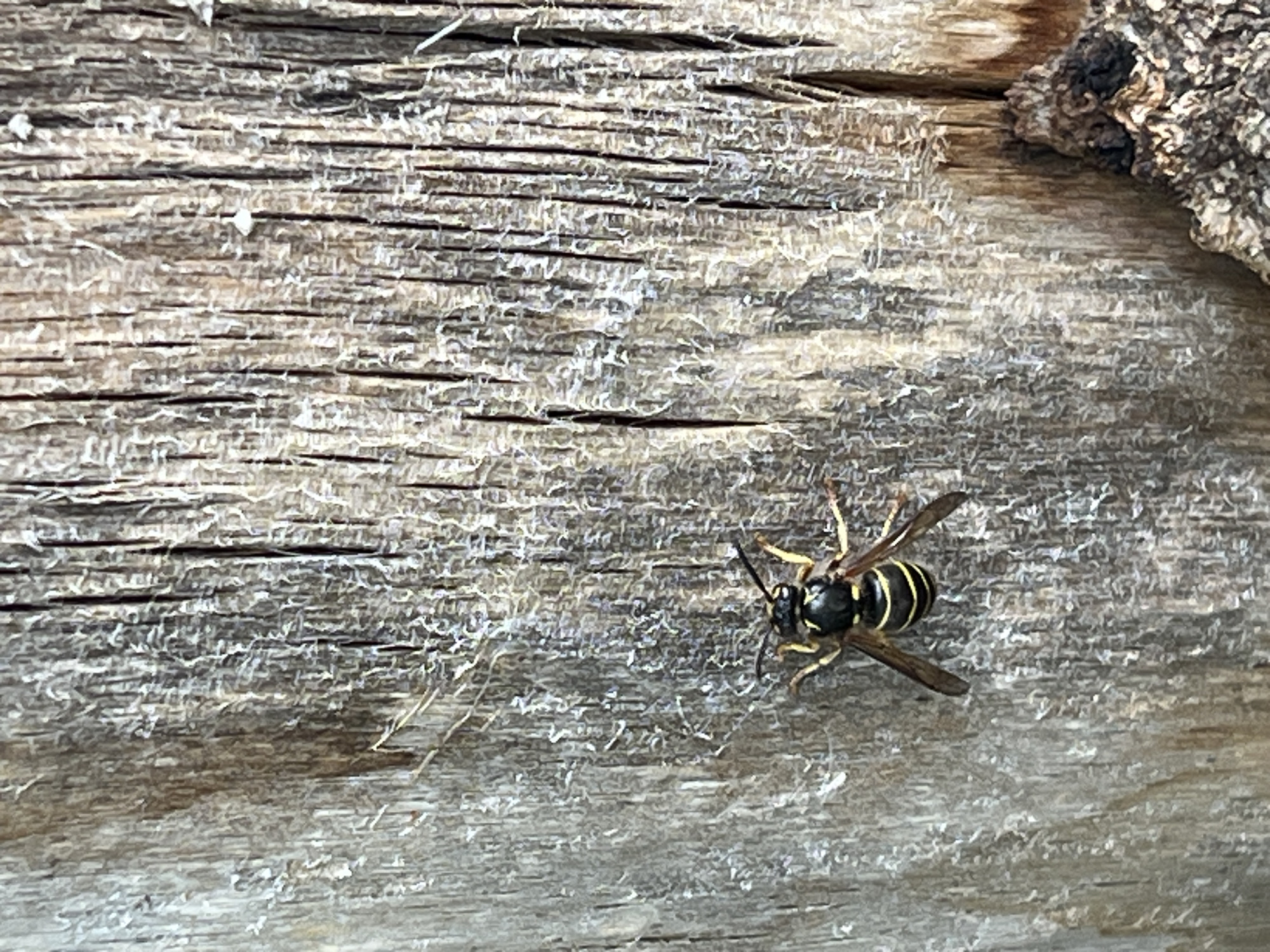 This media file is a close-up, eye-level shot of a wasp perched on weathered, rough-textured wood. The wood displays prominent grain lines and some splintering, with a darker, rougher piece of bark visible in the upper right corner, suggesting an outdoor environment. The wasp, with its distinct black and yellow striped abdomen, is positioned in the lower right quadrant of the frame, facing towards the left. Its wings are partially extended, and its antennae are visible. The lighting appears natural, casting subtle shadows and highlighting the textures of both the wood and the insect. No people or text are present. The scene is static, focusing on the detail of the wasp and its immediate surroundings. The overall impression is one of a captured moment in nature, emphasizing the intricate details of the insect and the raw texture of the wood.