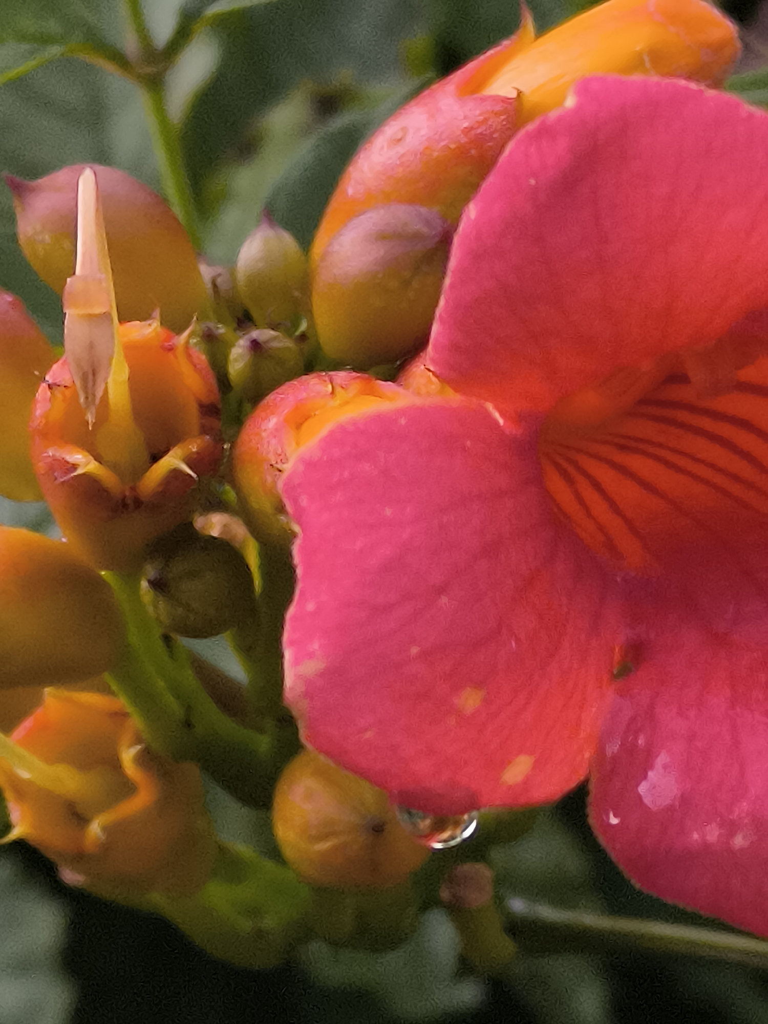 The image is a close-up macro photograph of a cluster of trumpet-shaped flowers. The flowers exhibit a gradient of colors, ranging from vibrant orange and yellow at the base to a deep, saturated pink at the tips of their petals. Several unopened buds, appearing as small, rounded, greenish-yellow shapes, are interspersed among the open blooms. One flower in the foreground displays a prominent water droplet clinging to its petal, refracting the light. The background is a soft, out-of-focus blur of green foliage. There are no people or identifiable structures present in the image. The scene is natural, focusing entirely on the botanical elements.