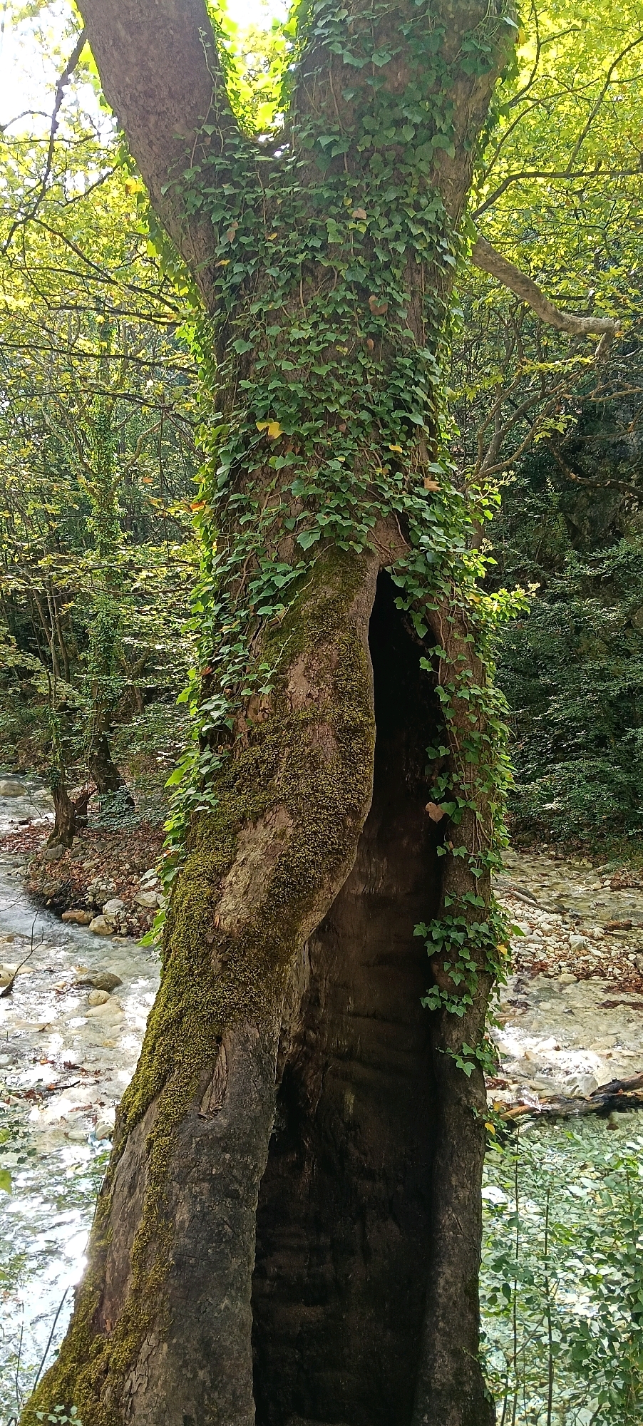 An ancient, hollowed-out tree trunk, covered in green ivy and moss, stands on the bank of a clear, shallow stream. The stream flows over a rocky bed, with pebbles and small stones visible beneath the water's surface. Lush green foliage and trees form a dense forest in the background, with sunlight filtering through the leaves, creating dappled light and shadows. The scene appears to be located within the natural landscape of Pozar Baths, Greece, suggesting a tranquil and verdant environment. There are no people or animals visible in the image.