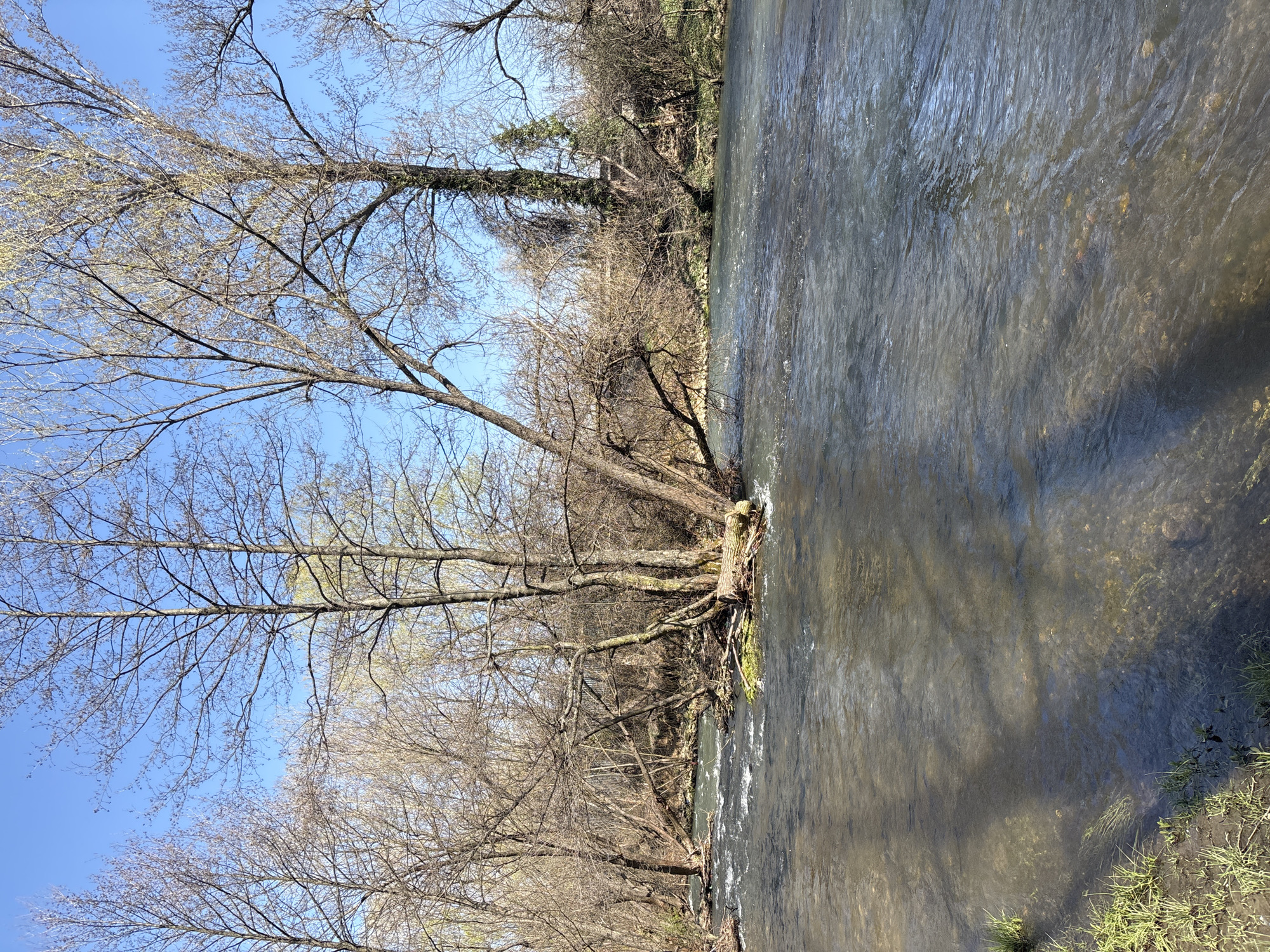 The image depicts a riverbank scene, likely in a park or natural area. A body of water, possibly a river or a stream, occupies a significant portion of the frame. The water appears clear, revealing some of the riverbed below. Along the riverbank, there is a dense line of trees, most of which are bare, suggesting it may be late winter or early spring. The trees are leafless, with visible branches reaching up towards a bright, cloudless, blue sky. On the right side of the river, close to the bank, some grass or vegetation can be seen. The angle of the photograph suggests it was taken at eye level from the riverbank. There are no people visible in the shot. The scene evokes a sense of calm and natural serenity. Given the available information, it is not possible to confirm this is the city of Sofia, Bulgaria.