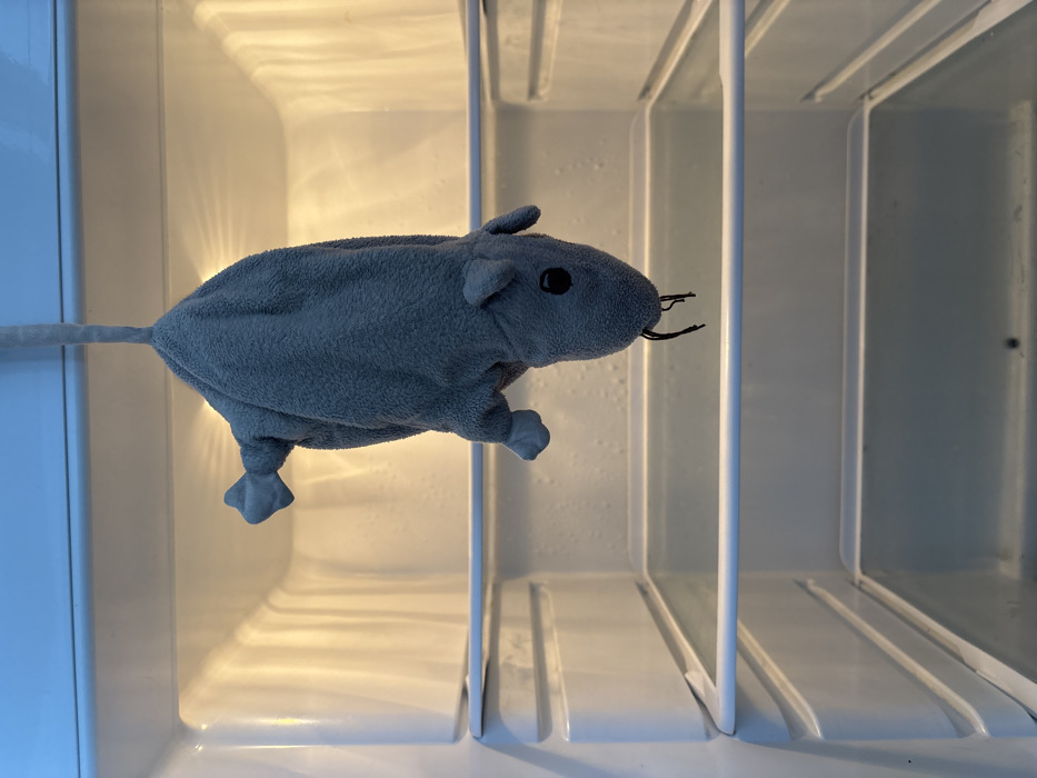The image displays the interior of an illuminated, empty refrigerator, located in Chaikovsky, Russia. A grey, plush toy resembling a mouse or rat is suspended upside down by its tail from a fixture at the top of the refrigerator's inner ceiling. The toy has a round black eye, small ears, four limbs, and two dark, wire-like whiskers at its snout. The refrigerator's interior features white plastic shelves and walls, with visible condensation droplets on the surfaces. No other contents or individuals are present within the visible area.