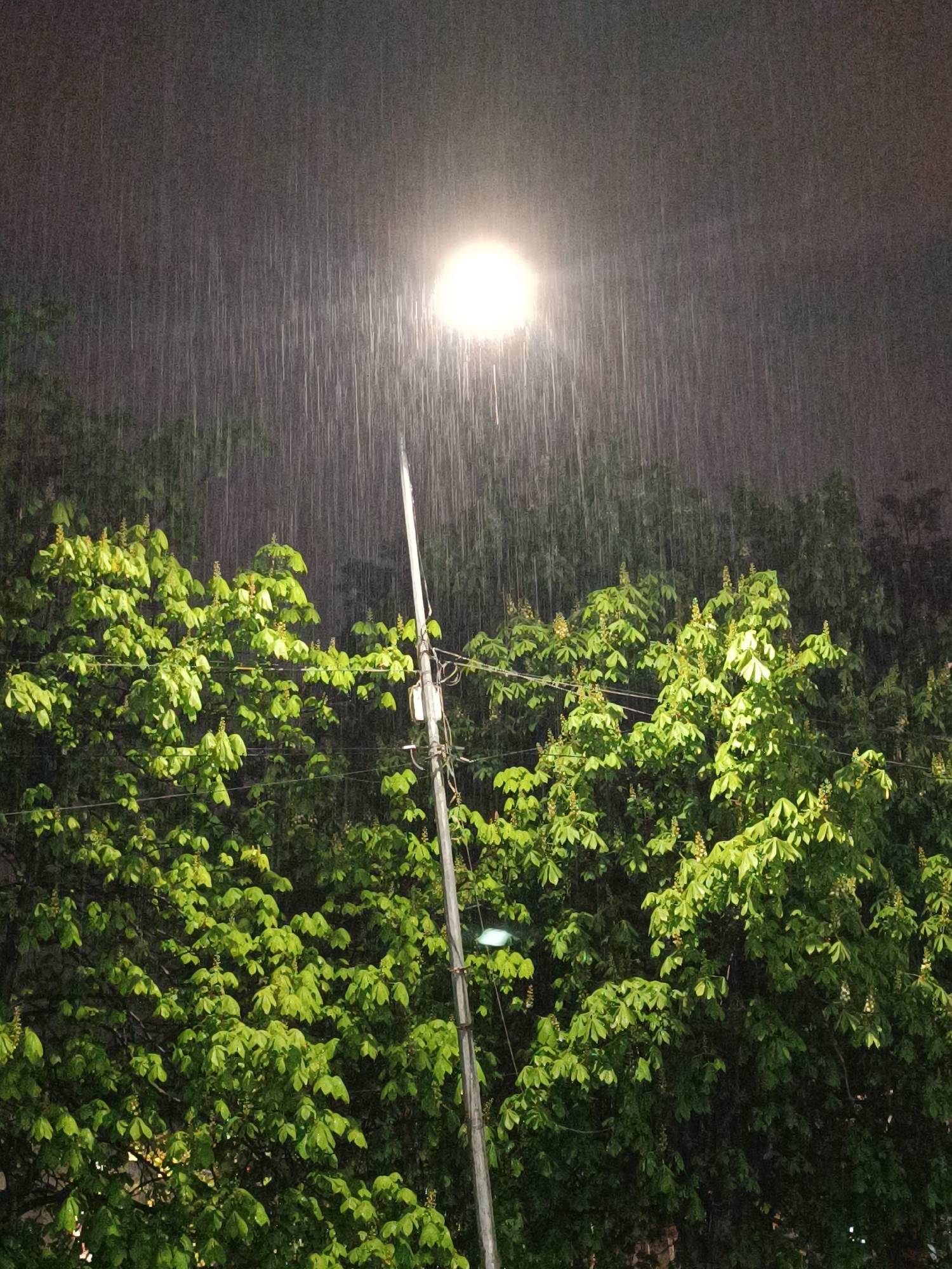 The vertical-oriented image captures a nocturnal scene in Sofia, Bulgaria, characterized by heavy rainfall under the illumination of a street light. A bright, circular street light dominates the upper-center of the frame, casting a strong, warm white-yellow glow. Directly beneath it, and extending from the bottom-center, is a utility pole with visible wires and a small electrical box attached to it.
The most prominent feature is the heavy rain, depicted as numerous, distinct white streaks falling from the dark, cloudy sky. These streaks are vividly highlighted by the street light, creating a dynamic, almost shimmering texture across the upper half of the image.
Below the illuminated rain and the utility pole, a dense canopy of lush green trees fills the mid-ground and foreground. The leaves, likely from chestnut trees given their characteristic shape and visible nascent flower spikes or buds, are brightly lit by the artificial light, contrasting sharply with the darker, rain-streaked background. The light emphasizes the freshness and wetness of the foliage.
The overall atmosphere is one of a quiet, rainy night in an urban or suburban environment. No people are visible, allowing the focus to remain on the interplay between the natural elements of rain and trees, and the artificial light source. There is no visible text in the image.