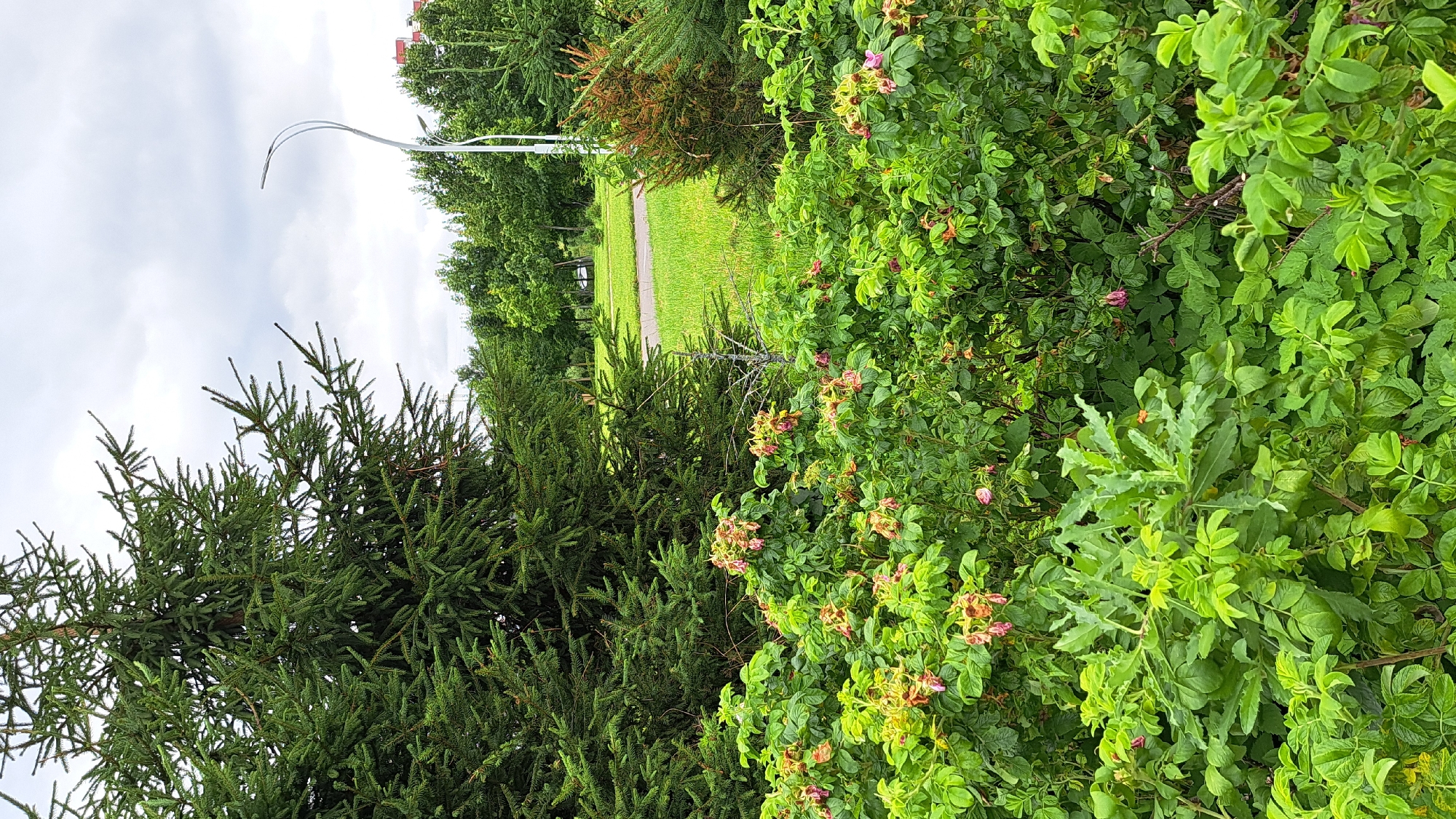 In an outdoor scene, a large evergreen tree dominates the left side of the frame, with its dense foliage obscuring a portion of the sky. To the right, a streetlamp with a curved arm stands tall against a cloudy sky, illuminating a grassy area with a paved path winding through it. Beyond the path, a line of trees forms a green backdrop, with buildings visible in the distance. In the foreground, a dense growth of bushes with green leaves and some pink and reddish flowers adds texture and color to the scene. The overall impression is one of a park or well-maintained green space within an urban environment.