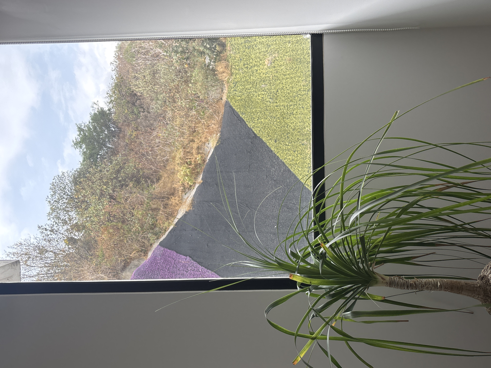 A view from inside a building or home looking out a window reveals a unique landscape in Huixquilucan de Degollado, Mexico. The exterior scenery is divided into distinct colored sections: a patch of purple flowers, a gray triangular area, a green section that might be grass, and a brown, bush-covered hill. A green plant with long, thin leaves stands indoors, partially obscuring the view through the window. The room's walls are painted in a neutral, light color, and the window frame is black.