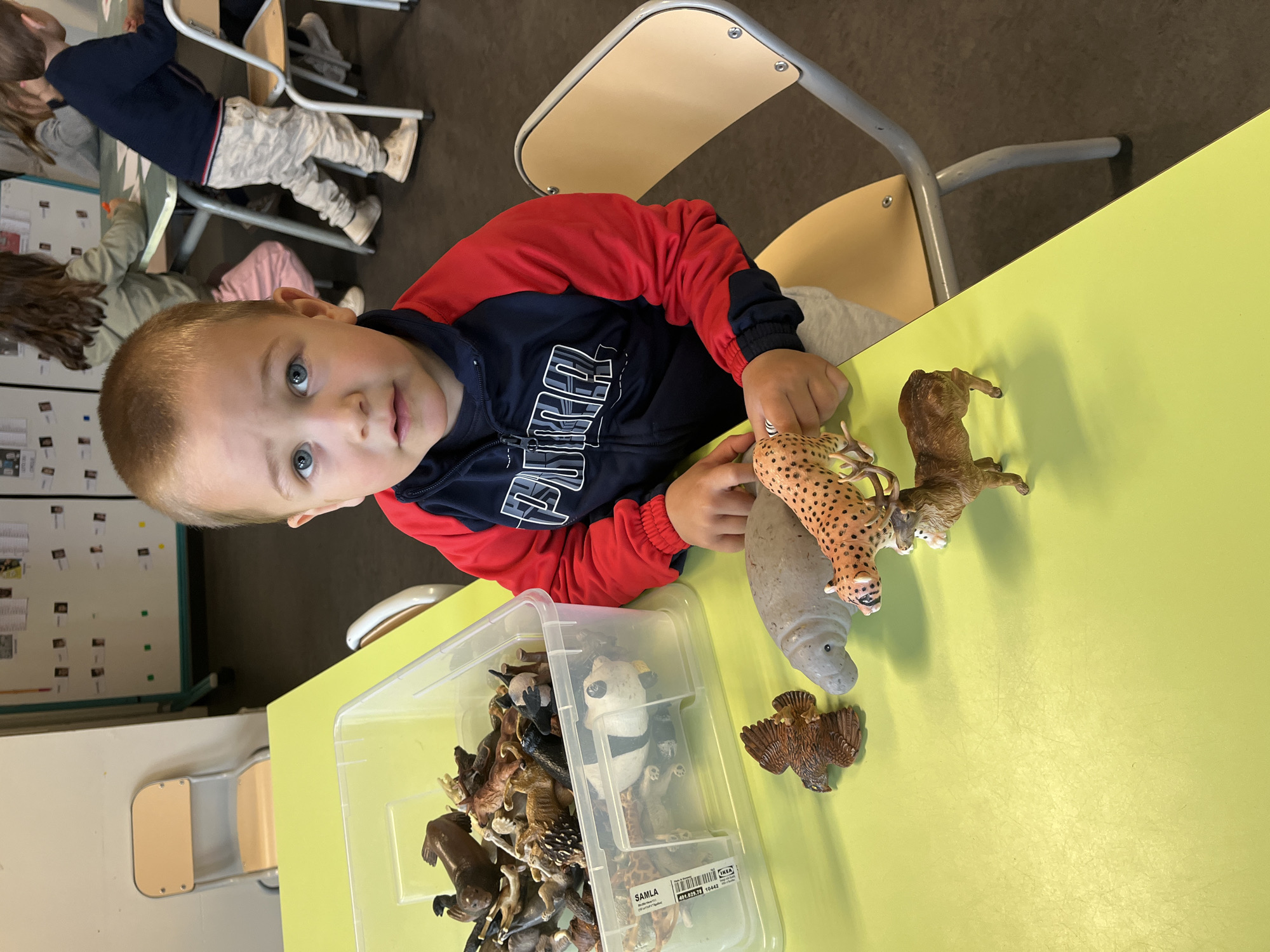 In a classroom setting in La Fouillouse, France, a young boy with light hair and bright blue eyes is seated at a bright yellow table, looking directly at the camera. He is wearing a red and navy blue zip-up jacket. His left hand is resting near several plastic animal figures, including a spotted cheetah, a grey manatee, and a brown lion, which are spread out on the table. An eagle figure is also visible closer to the camera.
Next to the boy, on the yellow table, is a clear plastic storage bin filled with numerous other animal figures, such as a panda, deer, and various other mammals and birds. The bin has text visible on its side, including "SAMLA" and "IKEA," along with numbers like "481.033.78 10443."
In the background, other children are partially visible, seated at similar tables and chairs, suggesting a group activity or playtime. One child in the background wears light-colored, possibly camouflage-patterned pants and white shoes. A whiteboard or bulletin board with various papers attached is visible on the wall in the distance. The overall scene captures a moment of play and learning in a vibrant classroom environment, likely during daytime. The boy's expression is calm and inquisitive.