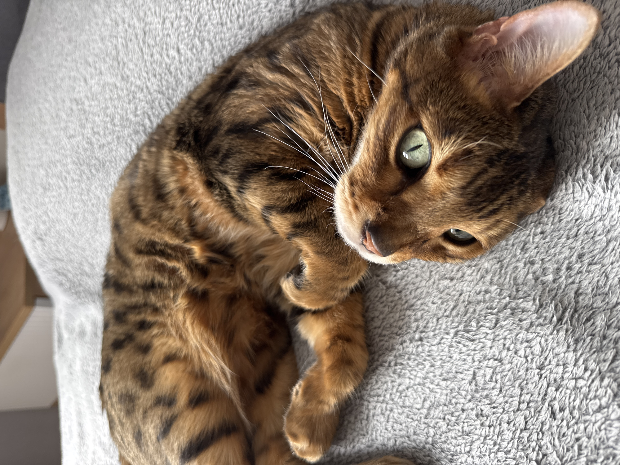 A beautiful Bengal cat with distinctive spotted and striped fur lies curled up on a soft, light gray textured blanket or cushion. The cat's fur is a rich mix of golden brown, dark brown, and black rosettes and stripes. Its head is slightly tilted, and it gazes directly at the viewer with piercing green eyes, which feature vertical pupils and reflect a soft light. Prominent white whiskers fan out from its snout. One delicate, pointed ear is visible, standing upright.
The cat's body is tucked in a relaxed posture, with its front paws gently curled near its chest. The plush gray surface provides a cozy backdrop, emphasizing the cat's vibrant coat. The lighting is soft and even, highlighting the textures of both the cat's fur and the blanket. The scene conveys a sense of calm and comfort, with the cat appearing relaxed and attentive. No specific time of day or outdoor location cues are visible; the setting appears to be indoors. There is no visible text.